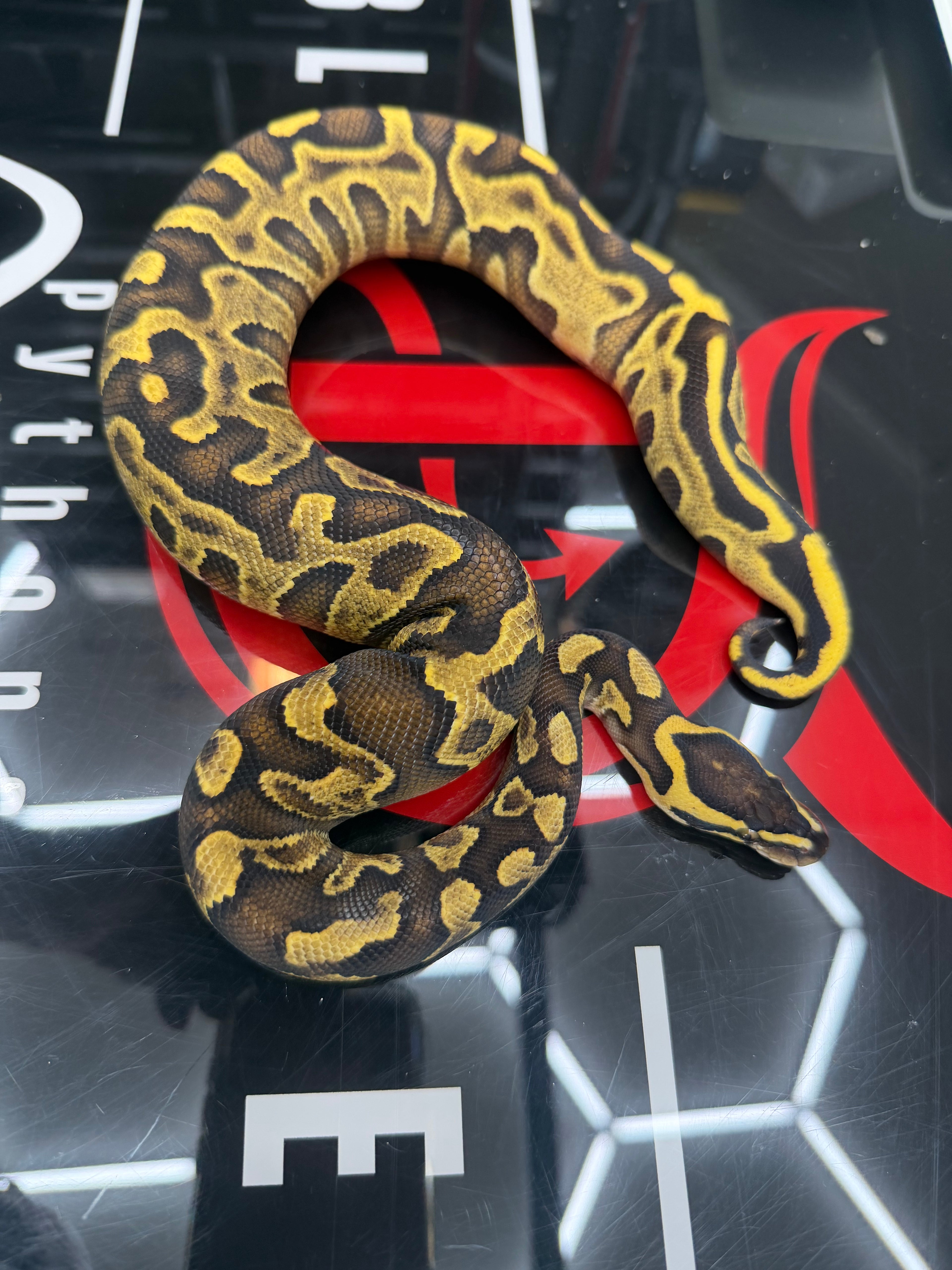 Stranger Yellowbelly Enchi Leopard GHI Het Clown