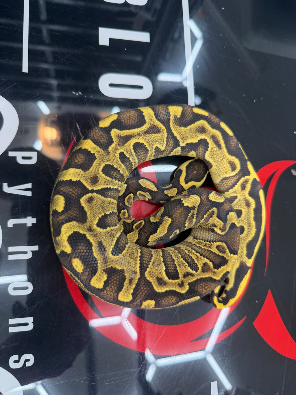 Stranger Yellowbelly Enchi Leopard GHI Het Clown