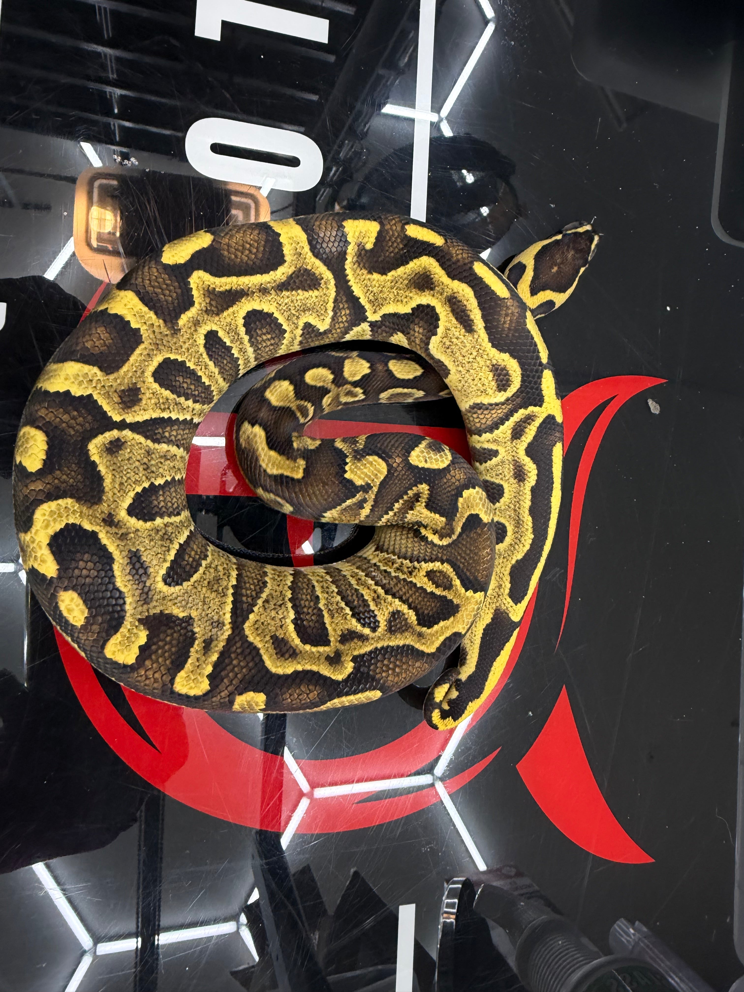 Stranger Yellowbelly Enchi Leopard GHI Het Clown