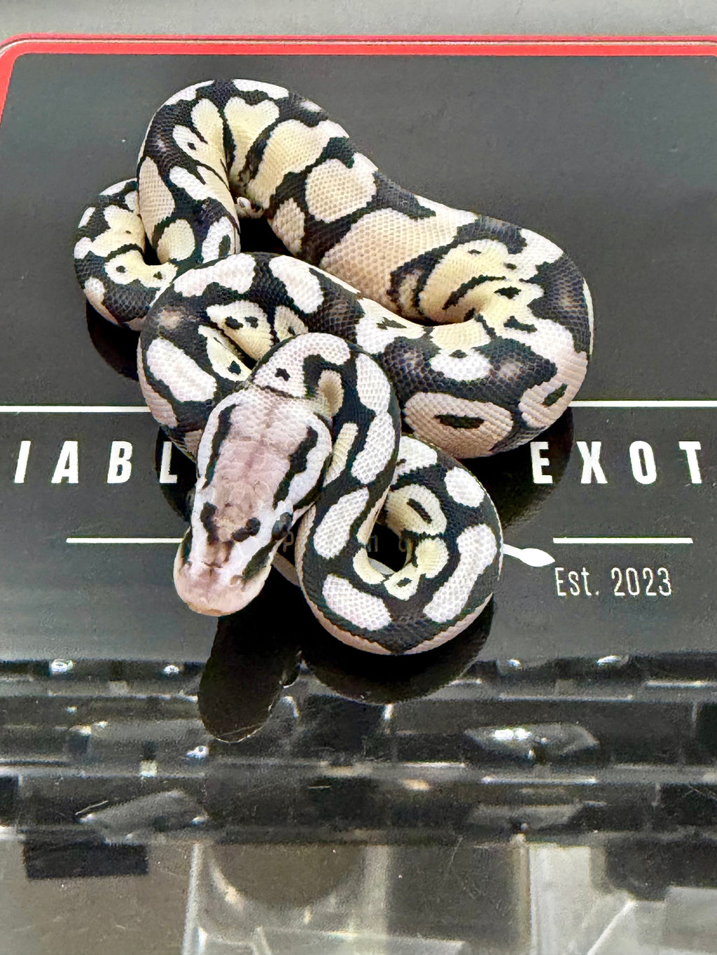 VPI Axanthic Pastel Desert Ghost Het Clown