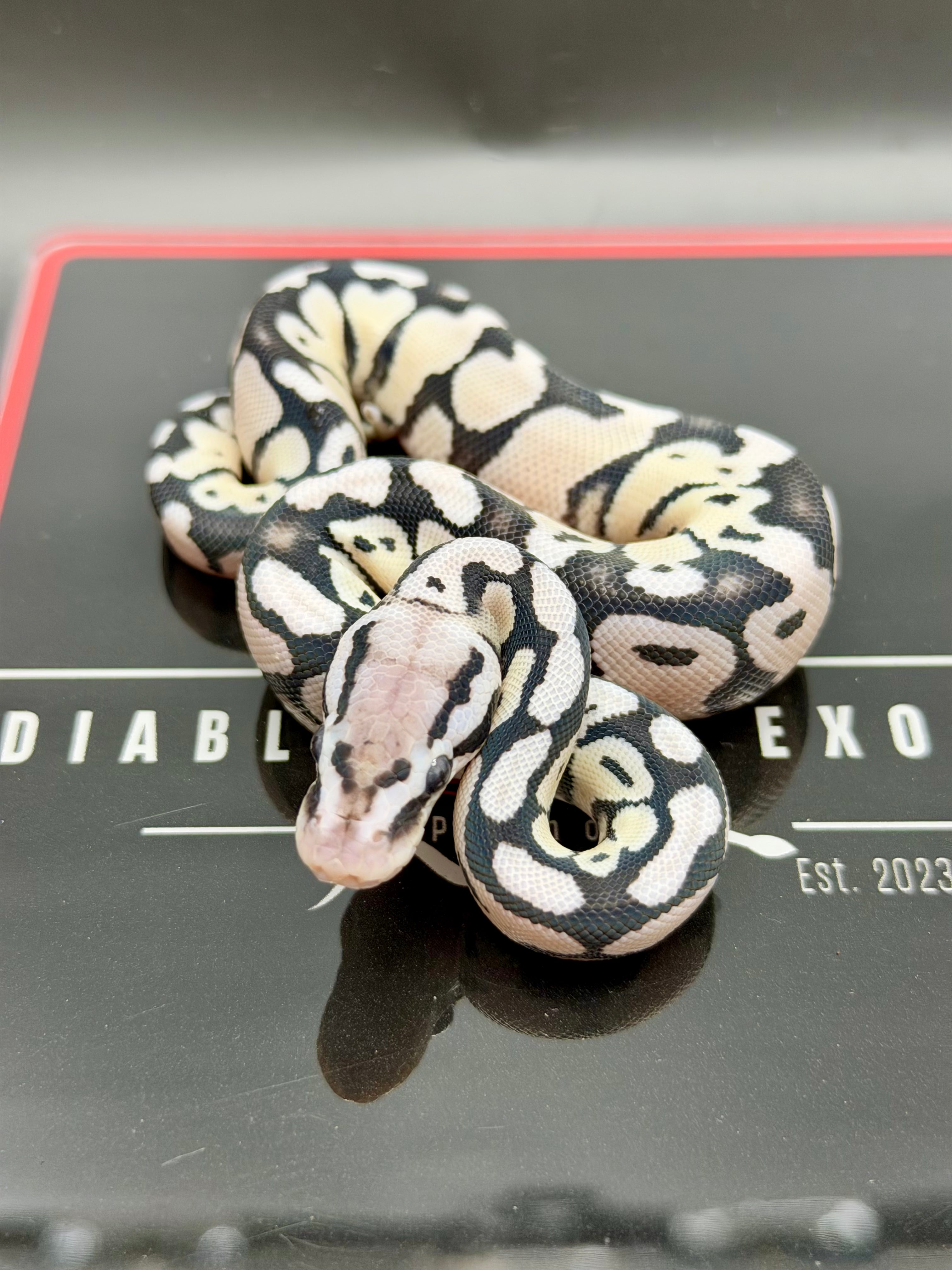 VPI Axanthic Pastel Desert Ghost Het Clown