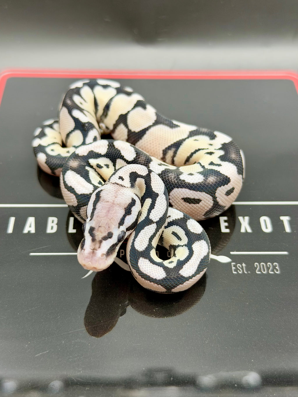 VPI Axanthic Pastel Desert Ghost Het Clown