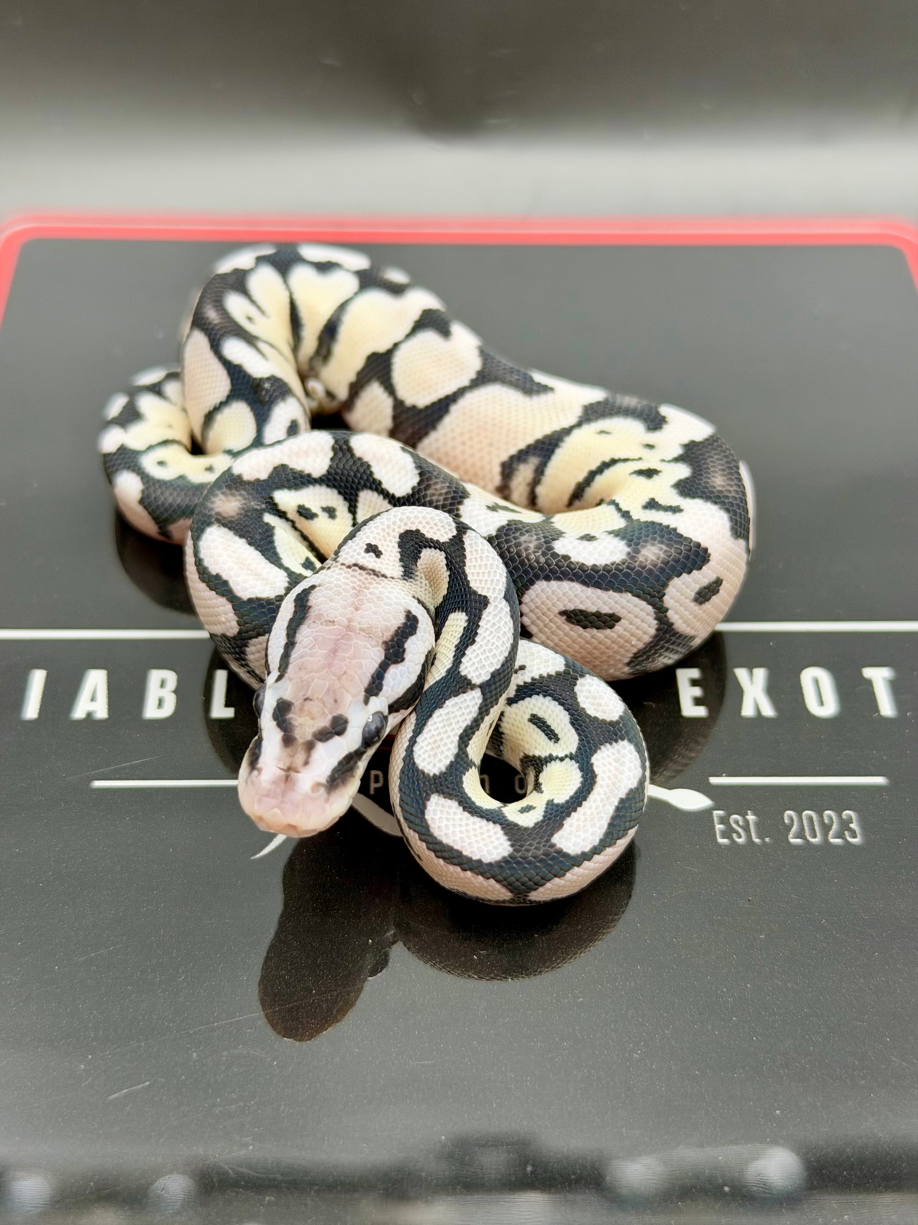 VPI Axanthic Pastel Desert Ghost Het Clown