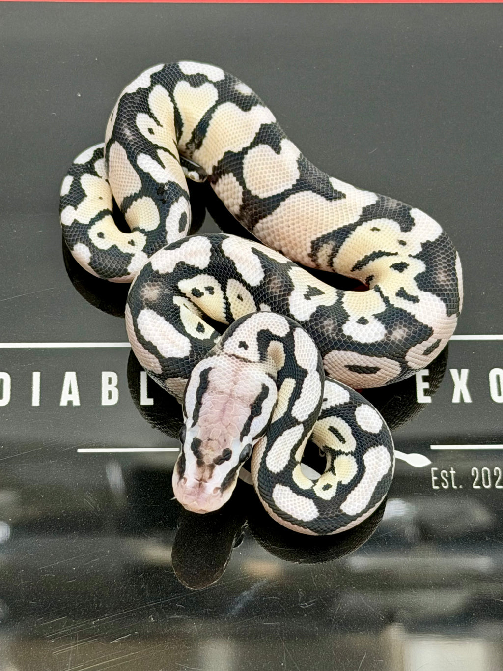 VPI Axanthic Pastel Desert Ghost Het Clown