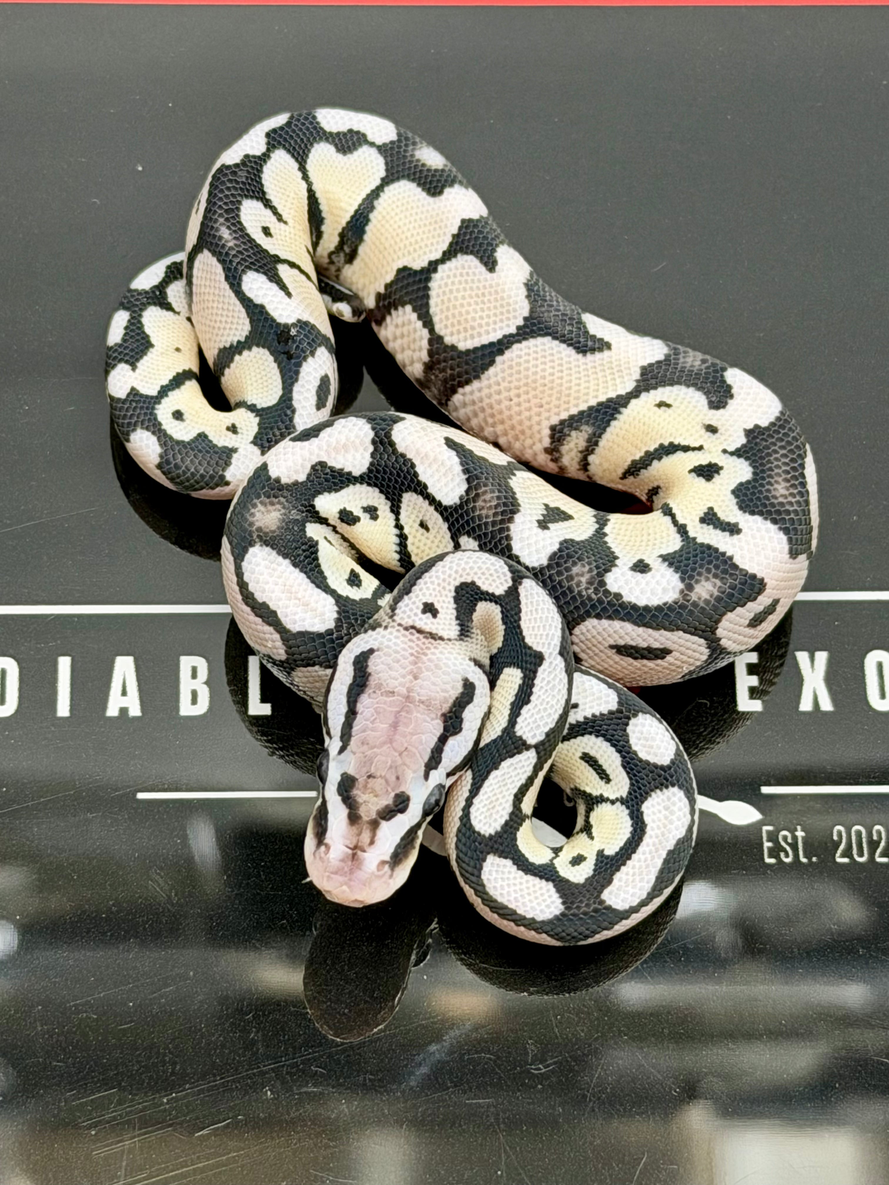 VPI Axanthic Pastel Desert Ghost Het Clown