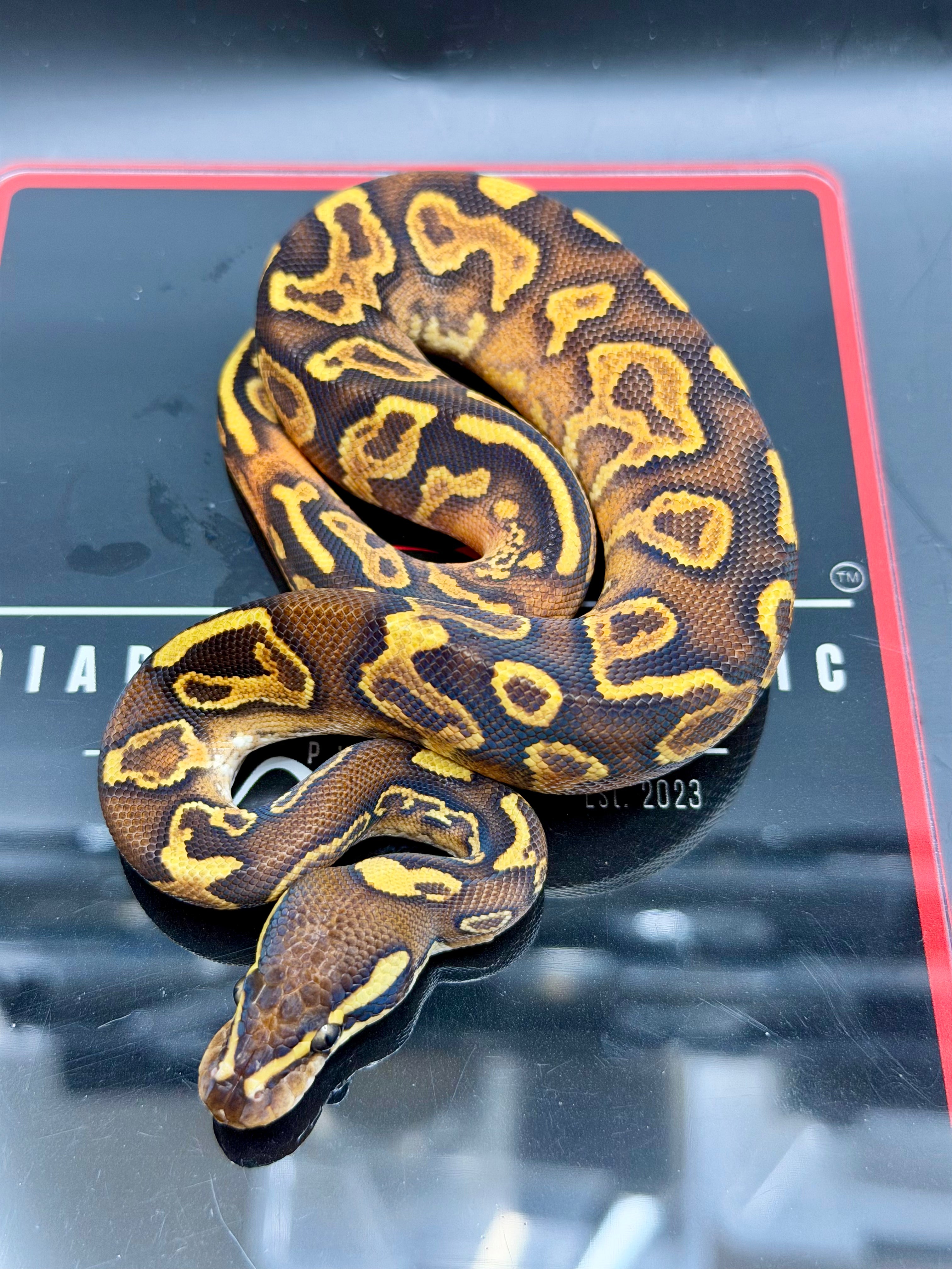 Hurricane Enchi Butter Fire Yellowbelly Orange Dream Black Pastel Hypo 50% Het Pied