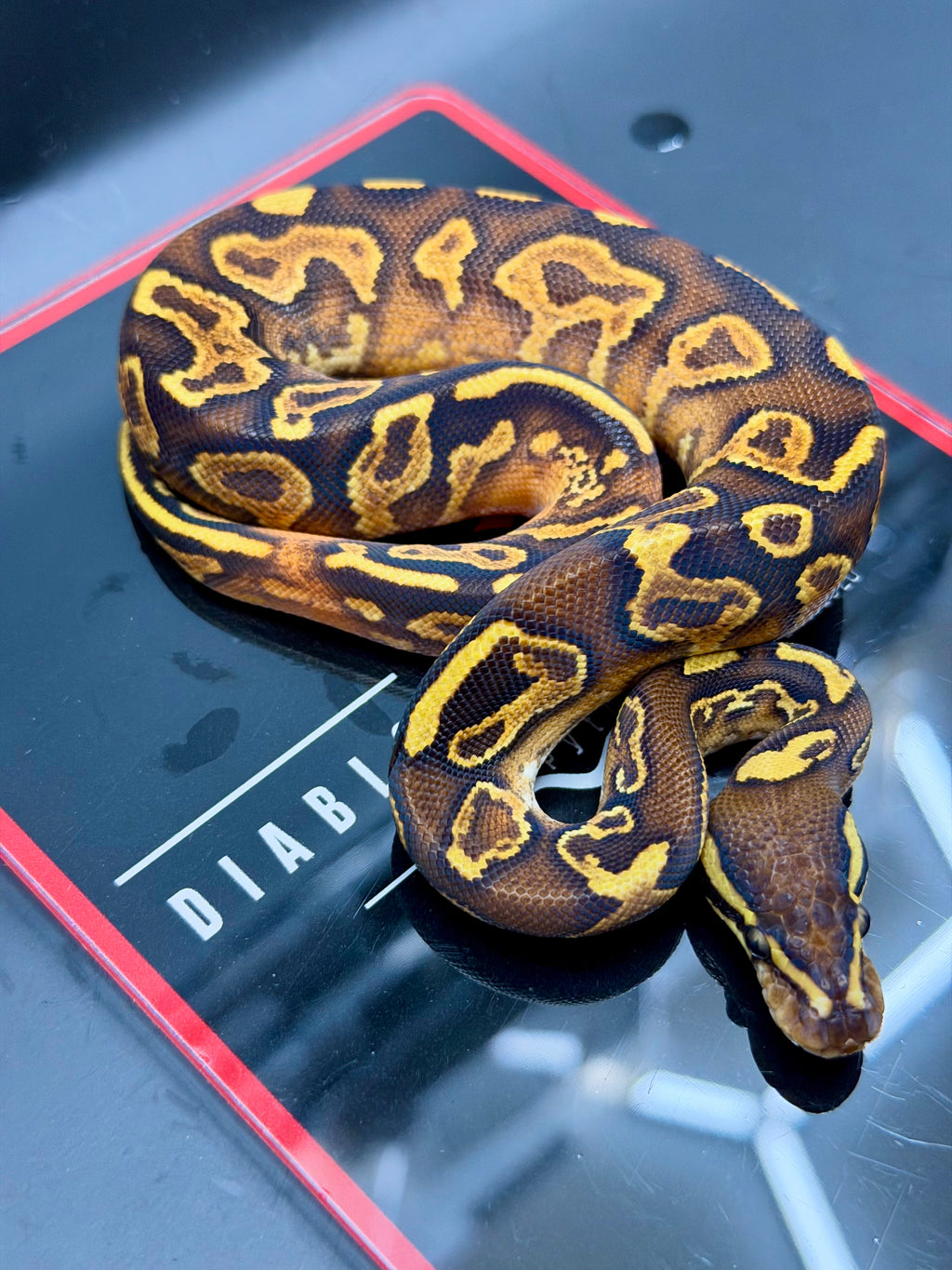 Hurricane Enchi Butter Fire Yellowbelly Orange Dream Black Pastel Hypo 50% Het Pied