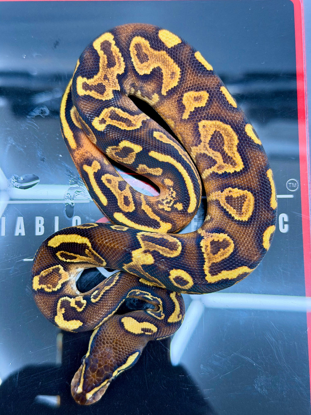 Hurricane Enchi Butter Fire Yellowbelly Orange Dream Black Pastel Hypo 50% Het Pied