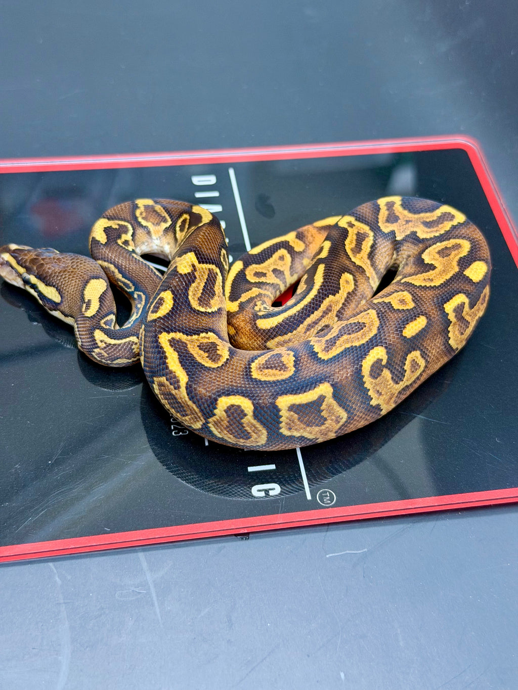 Hurricane Enchi Butter Fire Yellowbelly Orange Dream Black Pastel Hypo 50% Het Pied