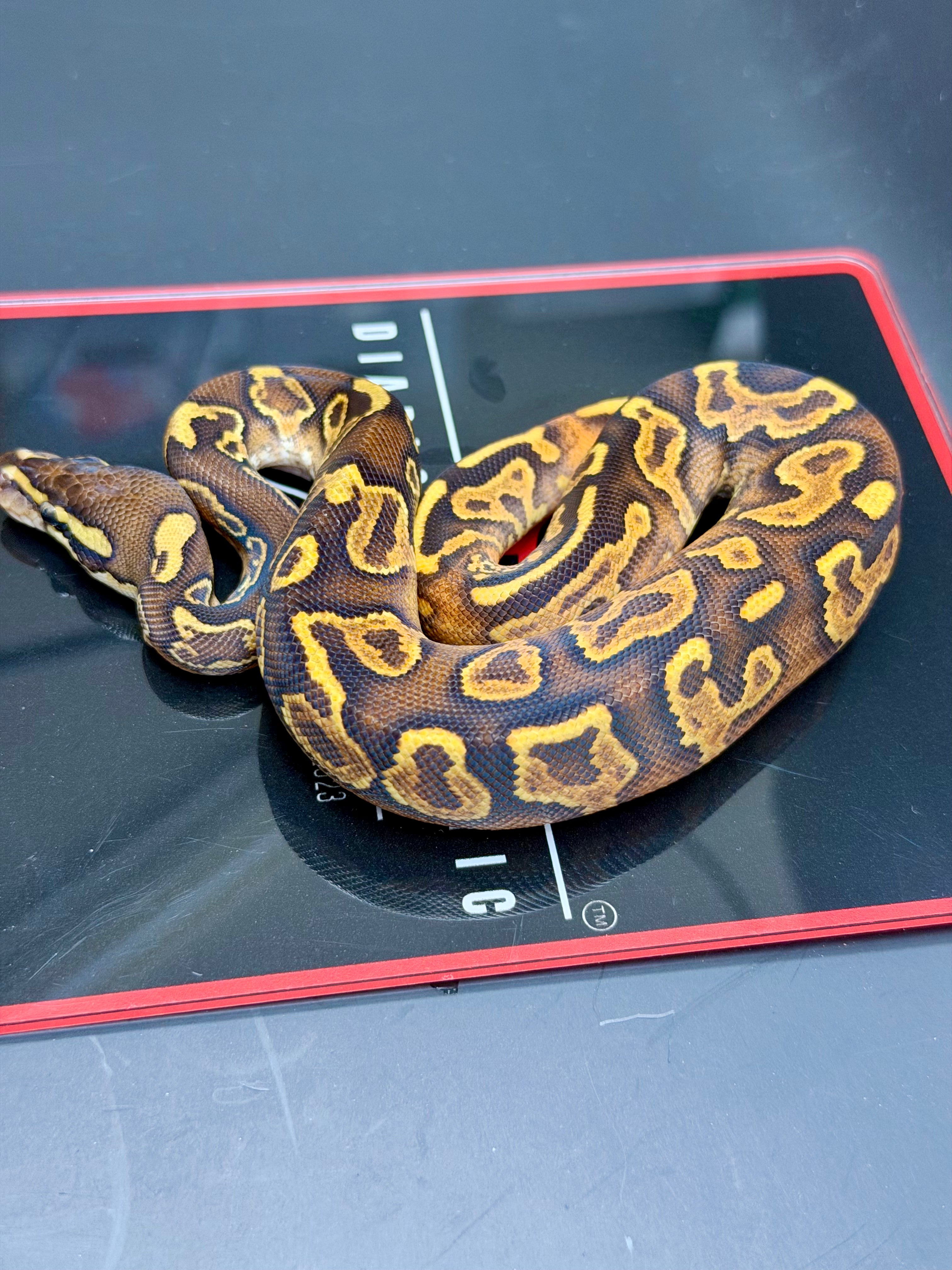Hurricane Enchi Butter Fire Yellowbelly Orange Dream Black Pastel Hypo 50% Het Pied