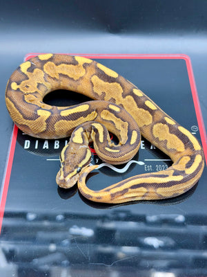 Hurricane Butter Enchi Black Pastel Fire Yellowbelly Orange Dream Hypo 50% Het Pied