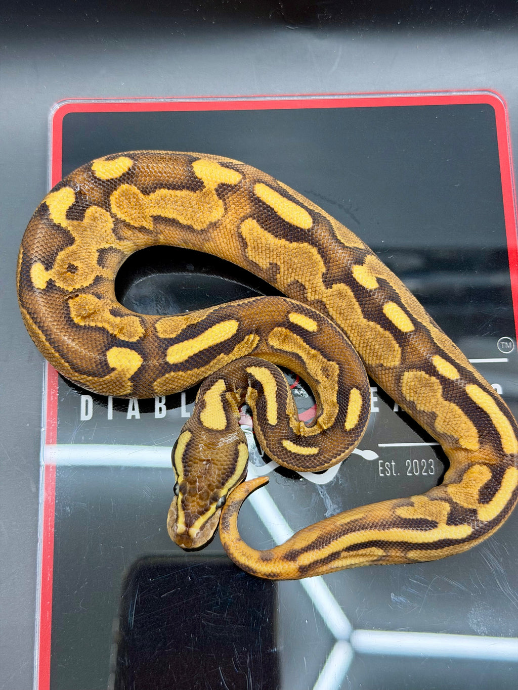 Hurricane Butter Enchi Black Pastel Fire Yellowbelly Orange Dream Hypo 50% Het Pied