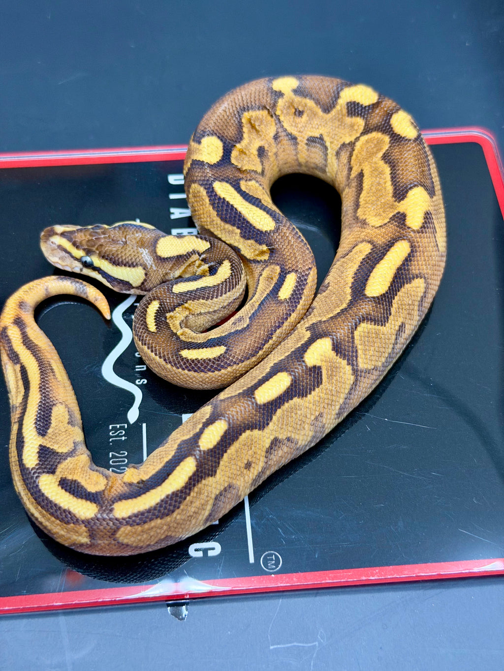 Hurricane Butter Enchi Black Pastel Fire Yellowbelly Orange Dream Hypo 50% Het Pied