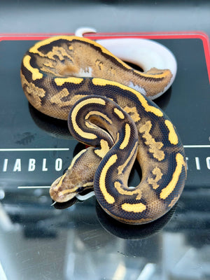 Hurricane Enchi Fire YB OD black Pastel Hypo Pied