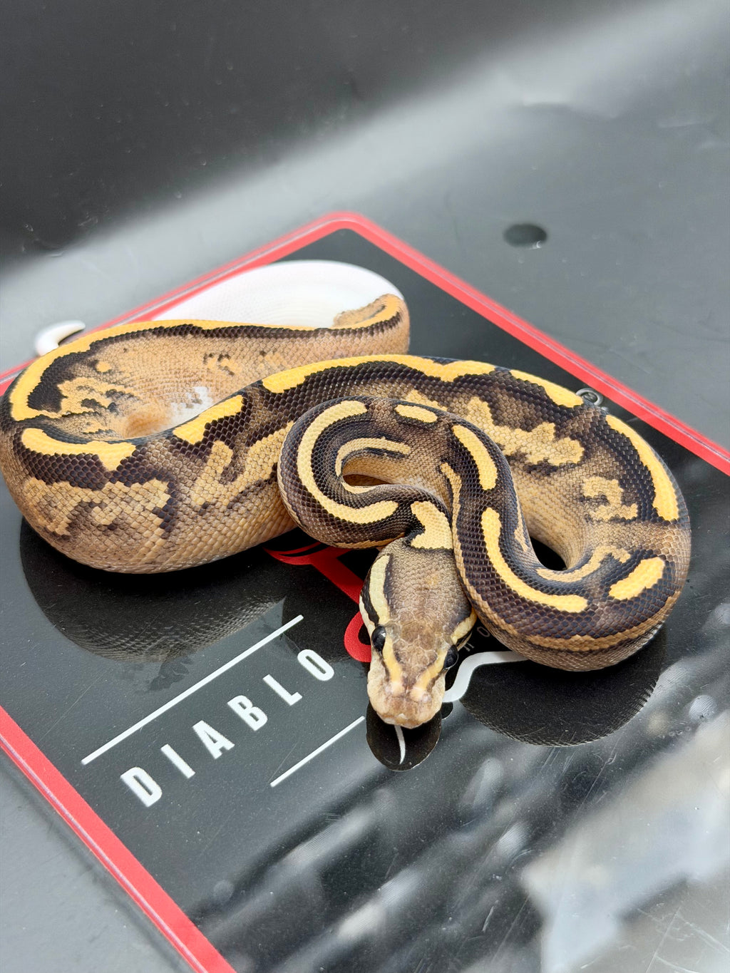 Hurricane Enchi Fire YB OD black Pastel Hypo Pied
