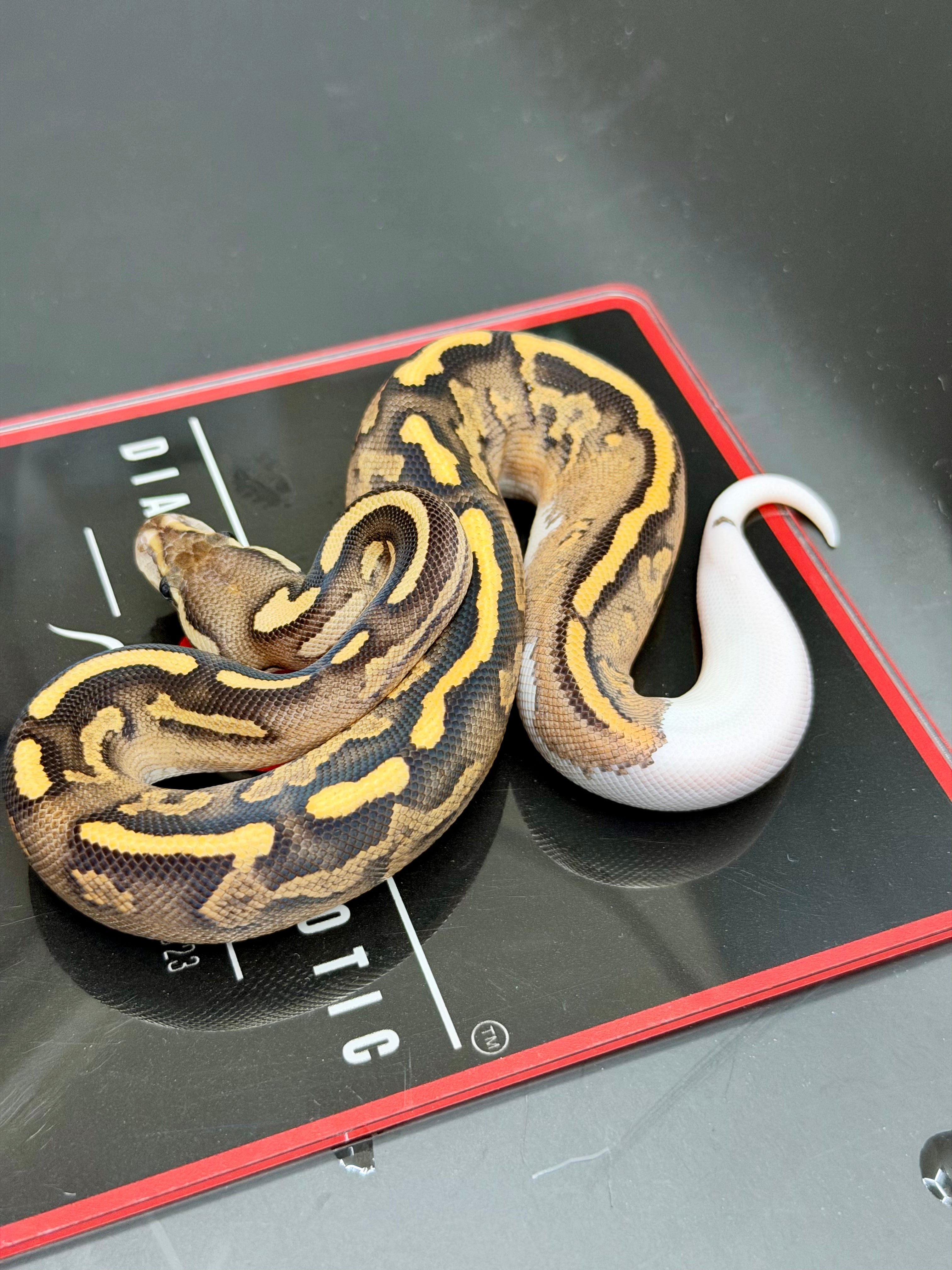 Hurricane Enchi Fire YB OD black Pastel Hypo Pied