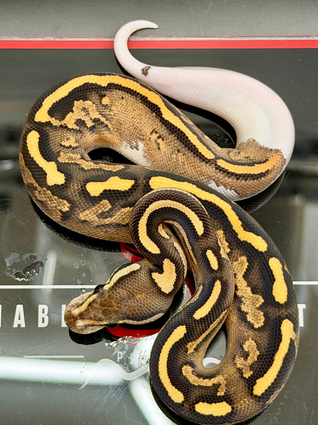 Hurricane Enchi Fire YB OD black Pastel Hypo Pied