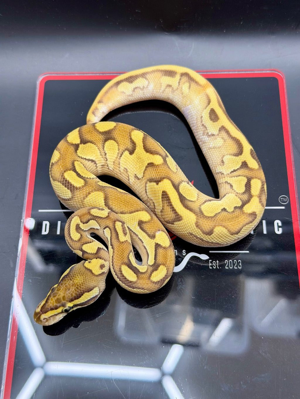 Hurricane Enchi Fire YB OD black Pastel Hypo Pied