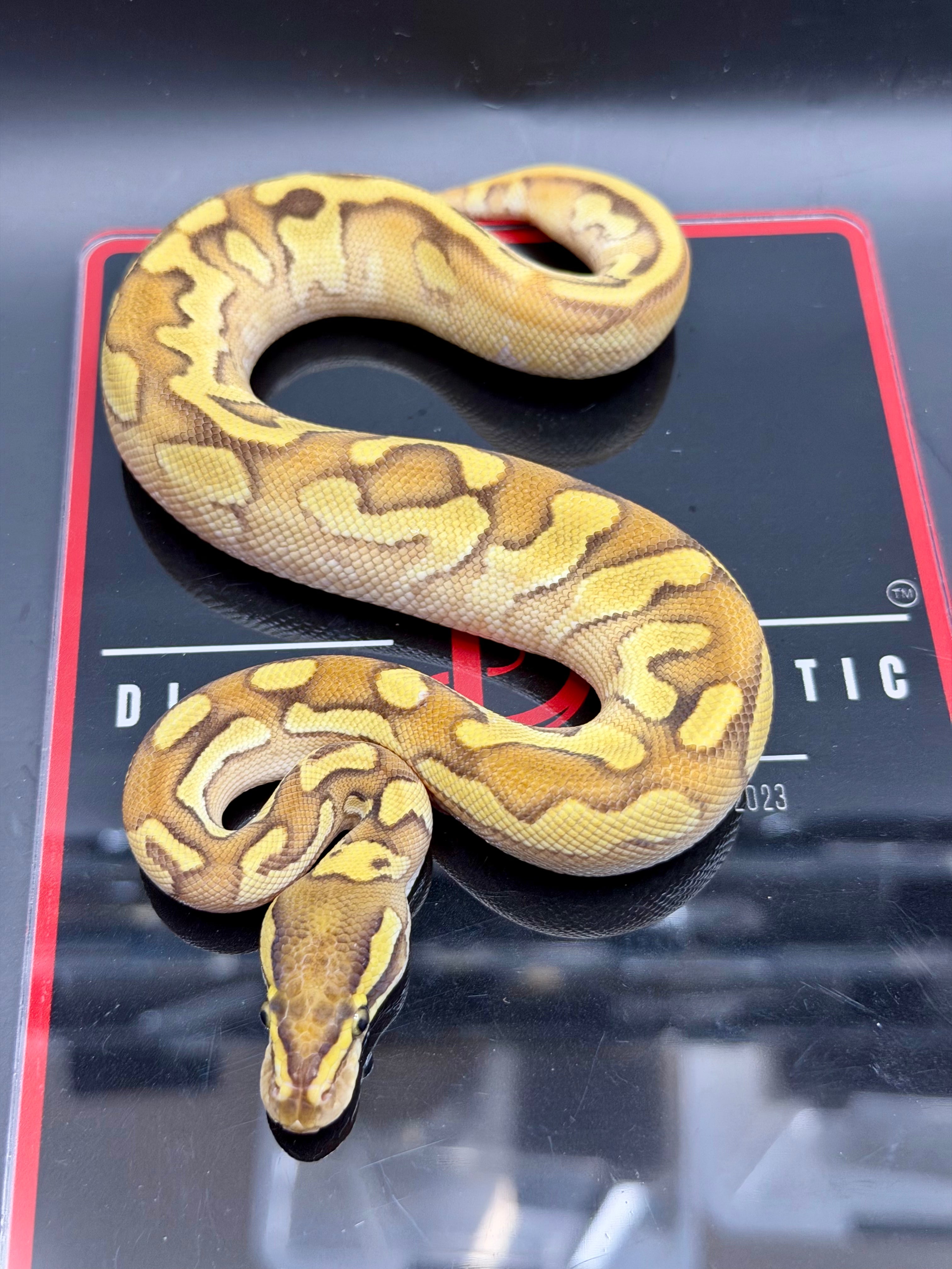 Hurricane Enchi Fire YB OD black Pastel Hypo Pied
