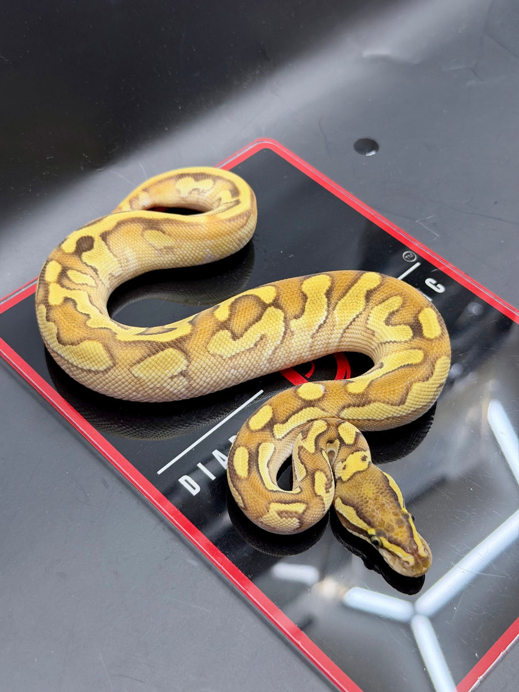 Hurricane Enchi Fire YB OD black Pastel Hypo Pied