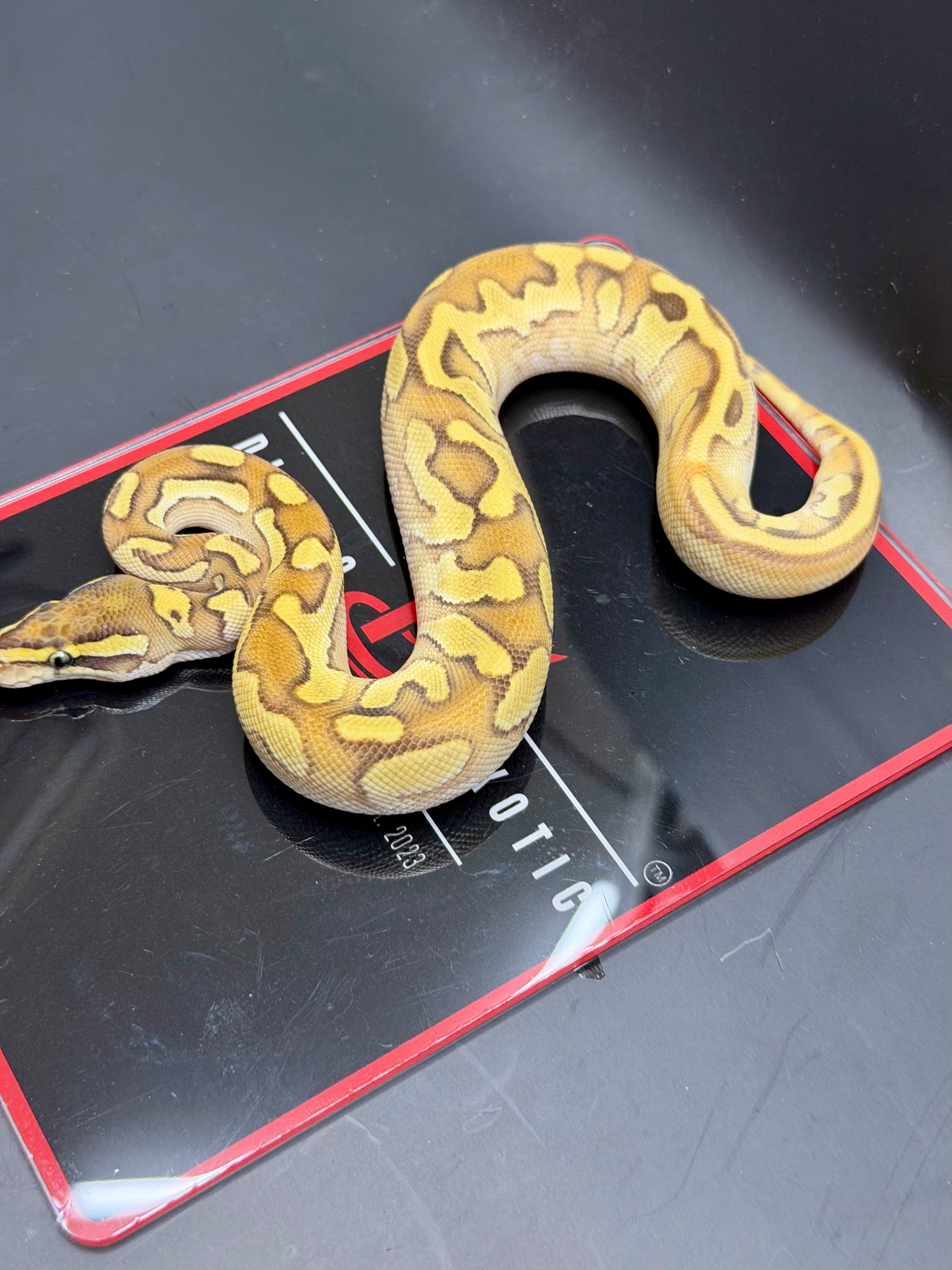 Hurricane Enchi Fire YB OD black Pastel Hypo Pied