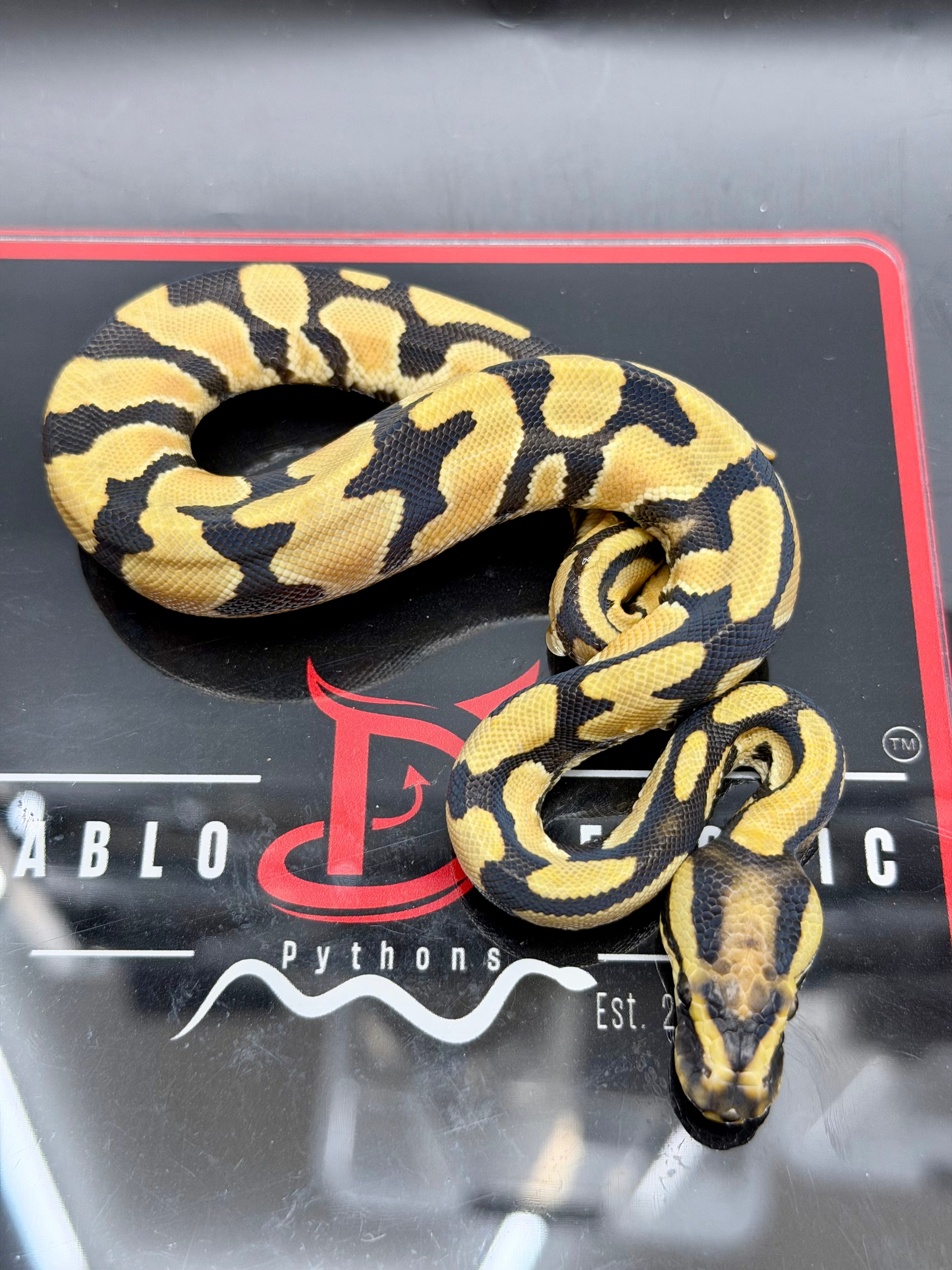 Super Orange Dream Leopard Pastel Desert Ghost Het Pied