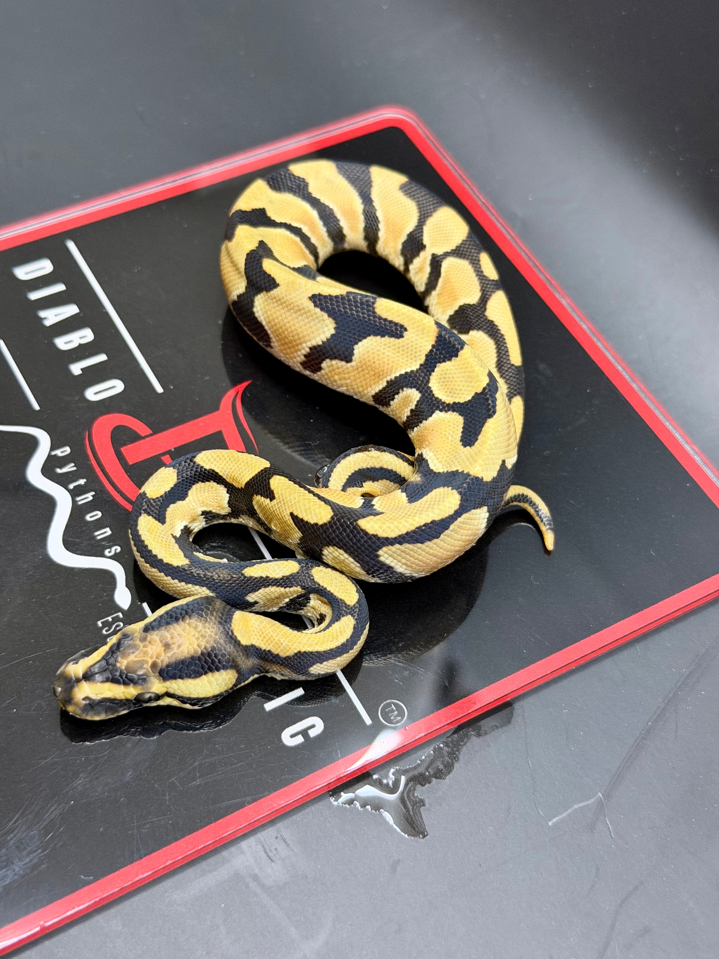 Super Orange Dream Leopard Pastel Desert Ghost Het Pied