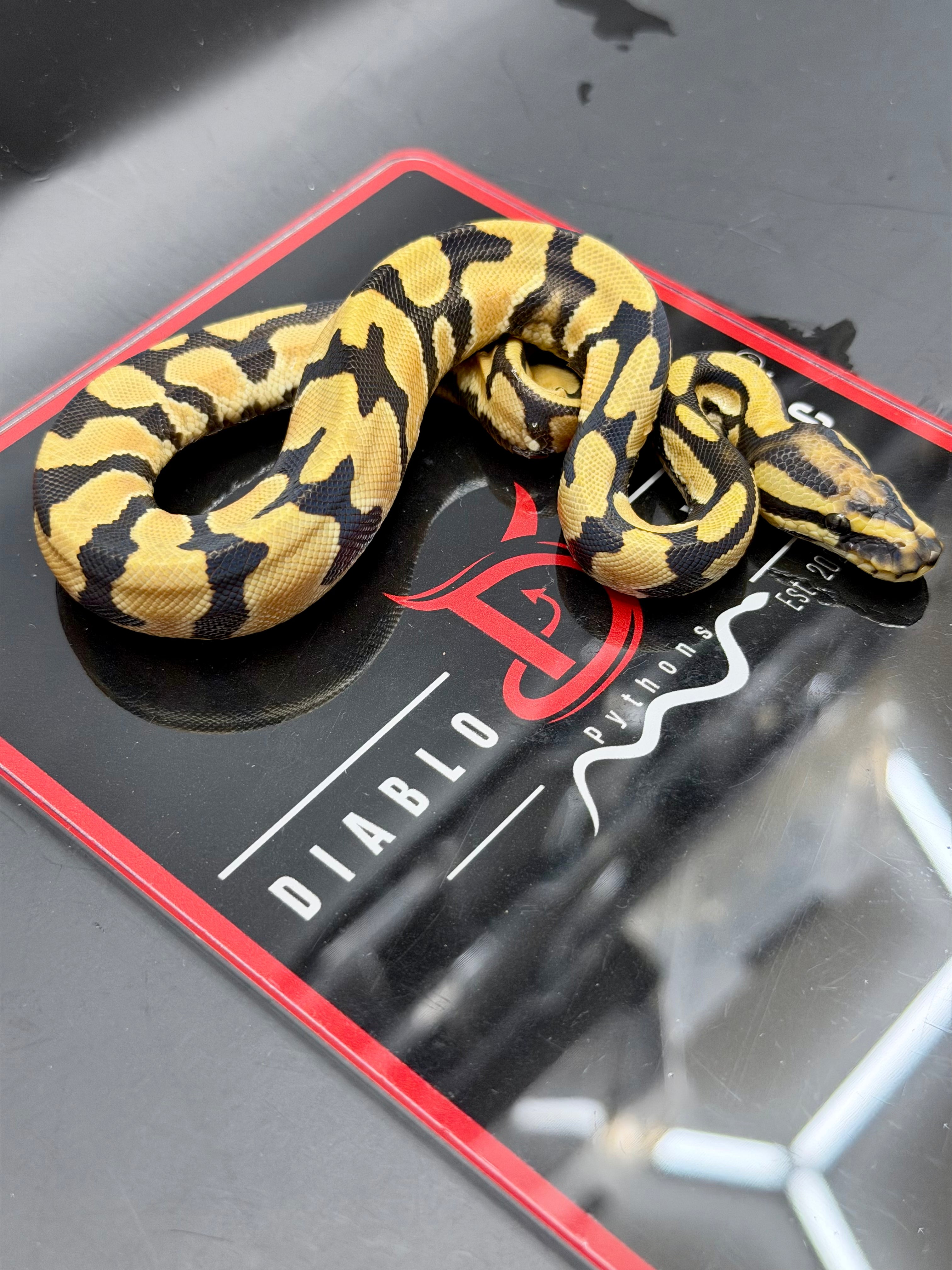 Super Orange Dream Leopard Pastel Desert Ghost Het Pied