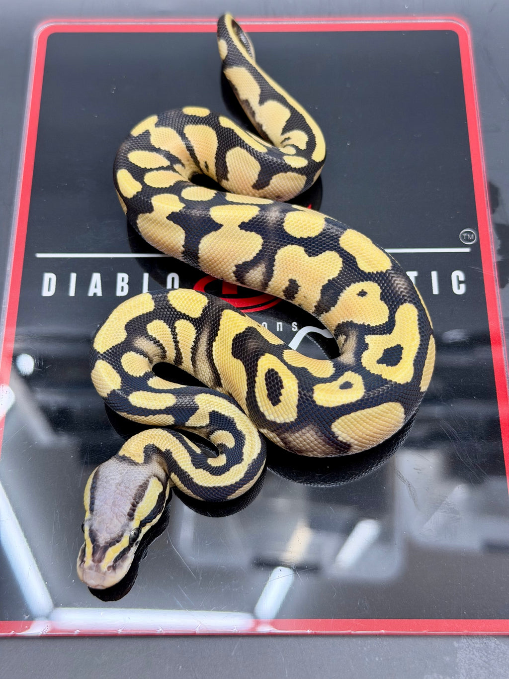 Super Orange Dream Leopard Pastel Desert Ghost Het Pied