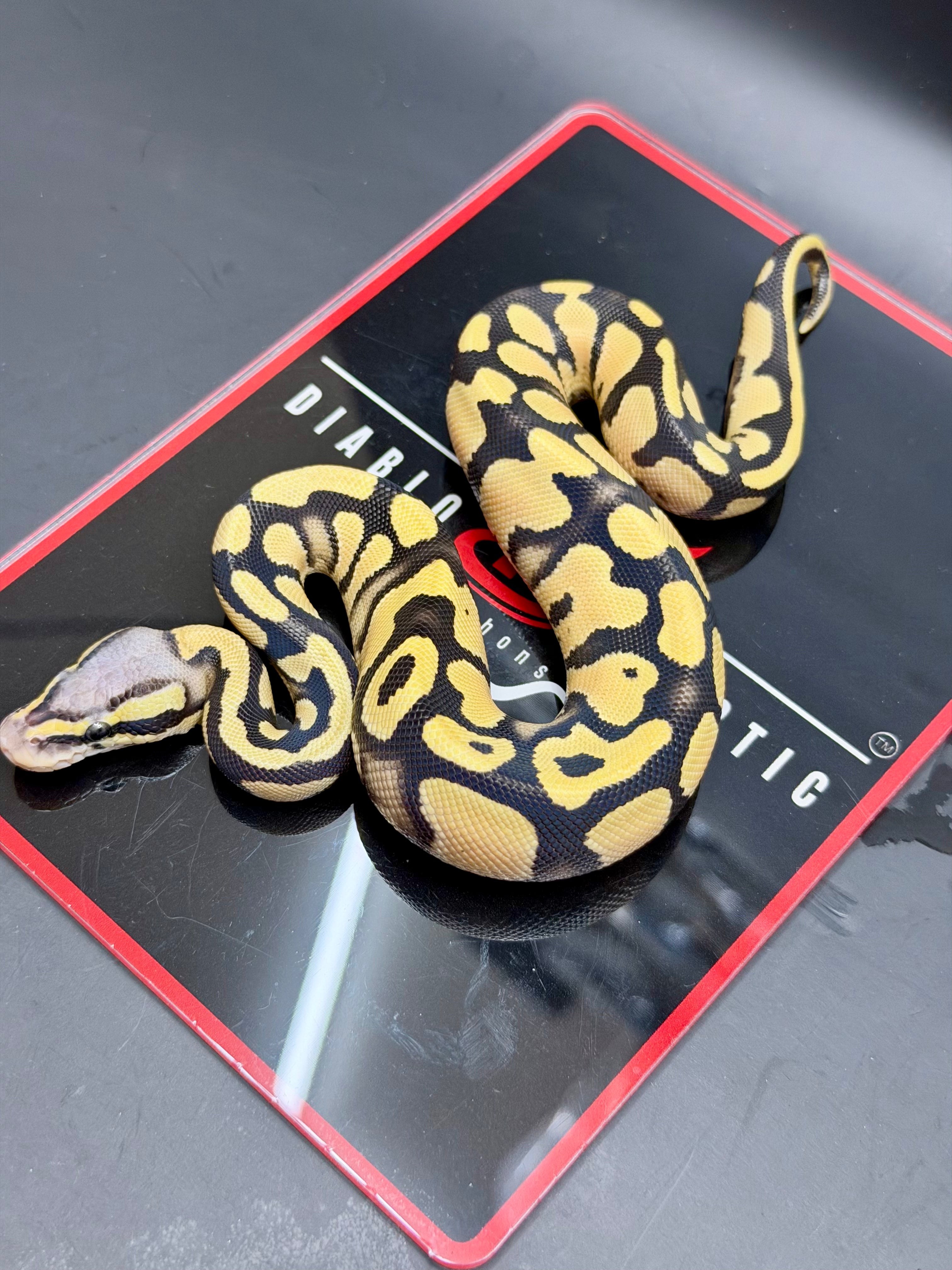 Super Orange Dream Leopard Pastel Desert Ghost Het Pied