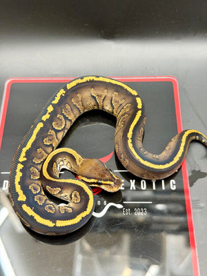 Kosmos White Flame Yellowbelly Fire Redhead Dbl Het Clown Hypo