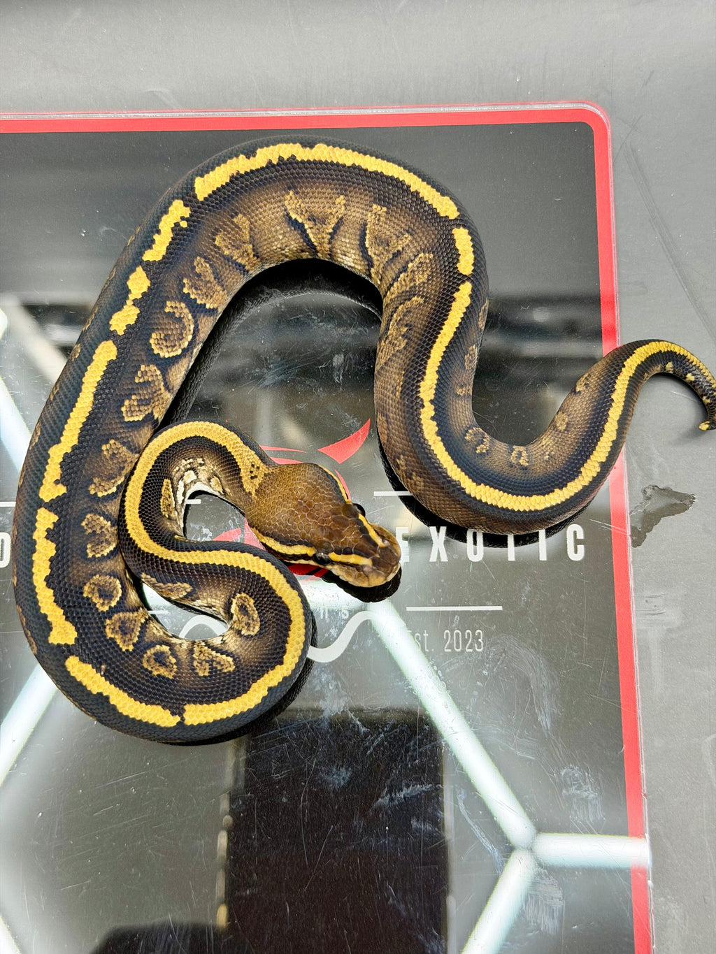 Kosmos White Flame Yellowbelly Fire Redhead Dbl Het Clown Hypo