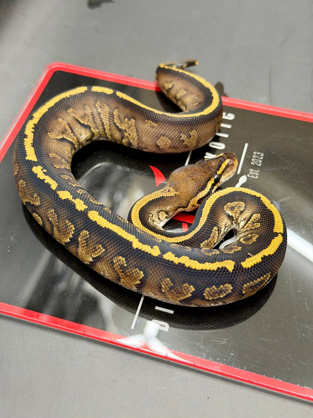 Kosmos White Flame Yellowbelly Fire Redhead Dbl Het Clown Hypo