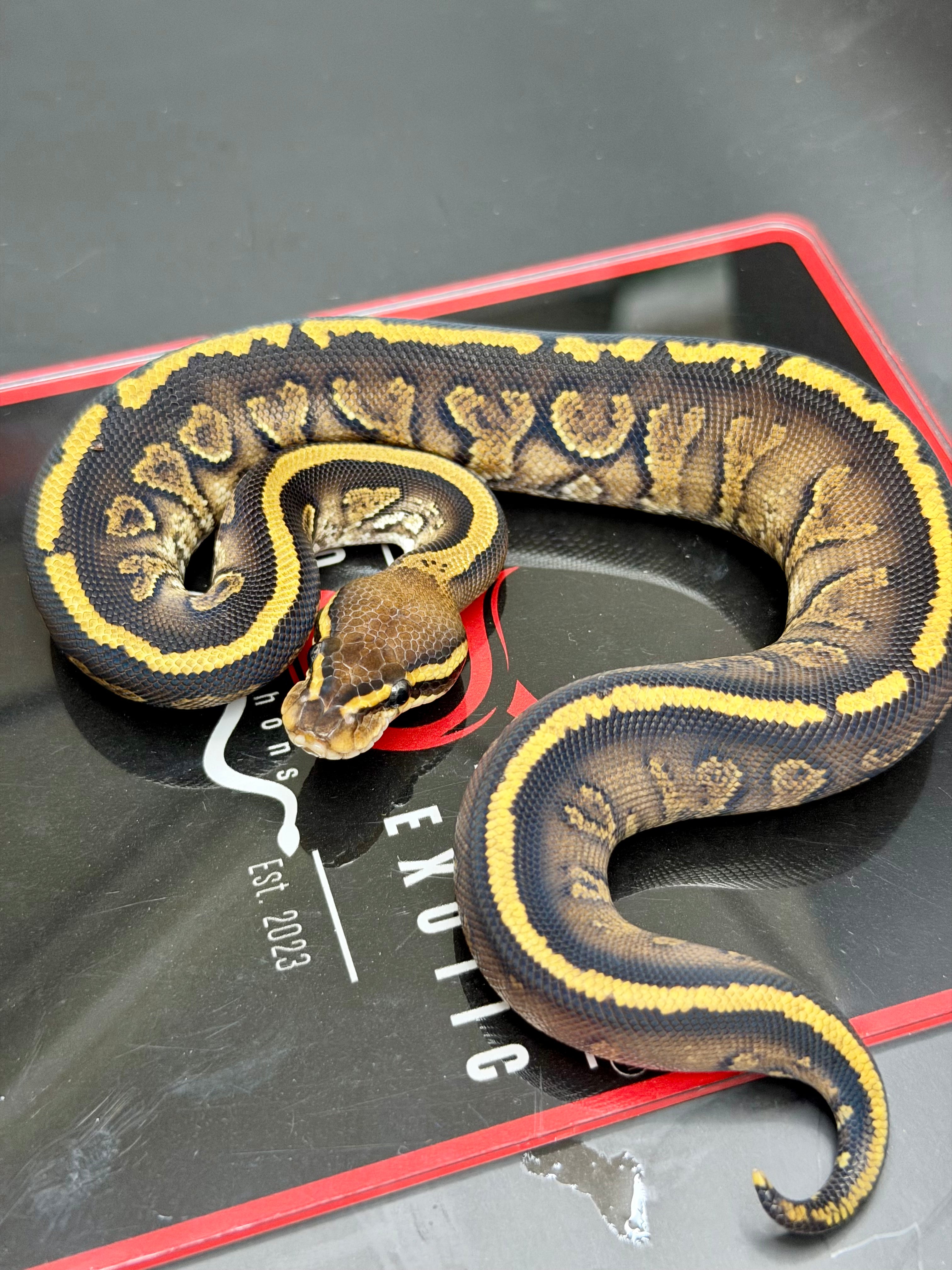 Kosmos White Flame Yellowbelly Fire Redhead Dbl Het Clown Hypo