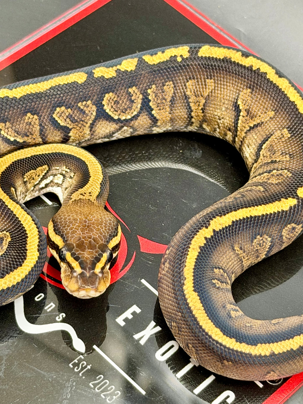 Kosmos White Flame Yellowbelly Fire Redhead Dbl Het Clown Hypo