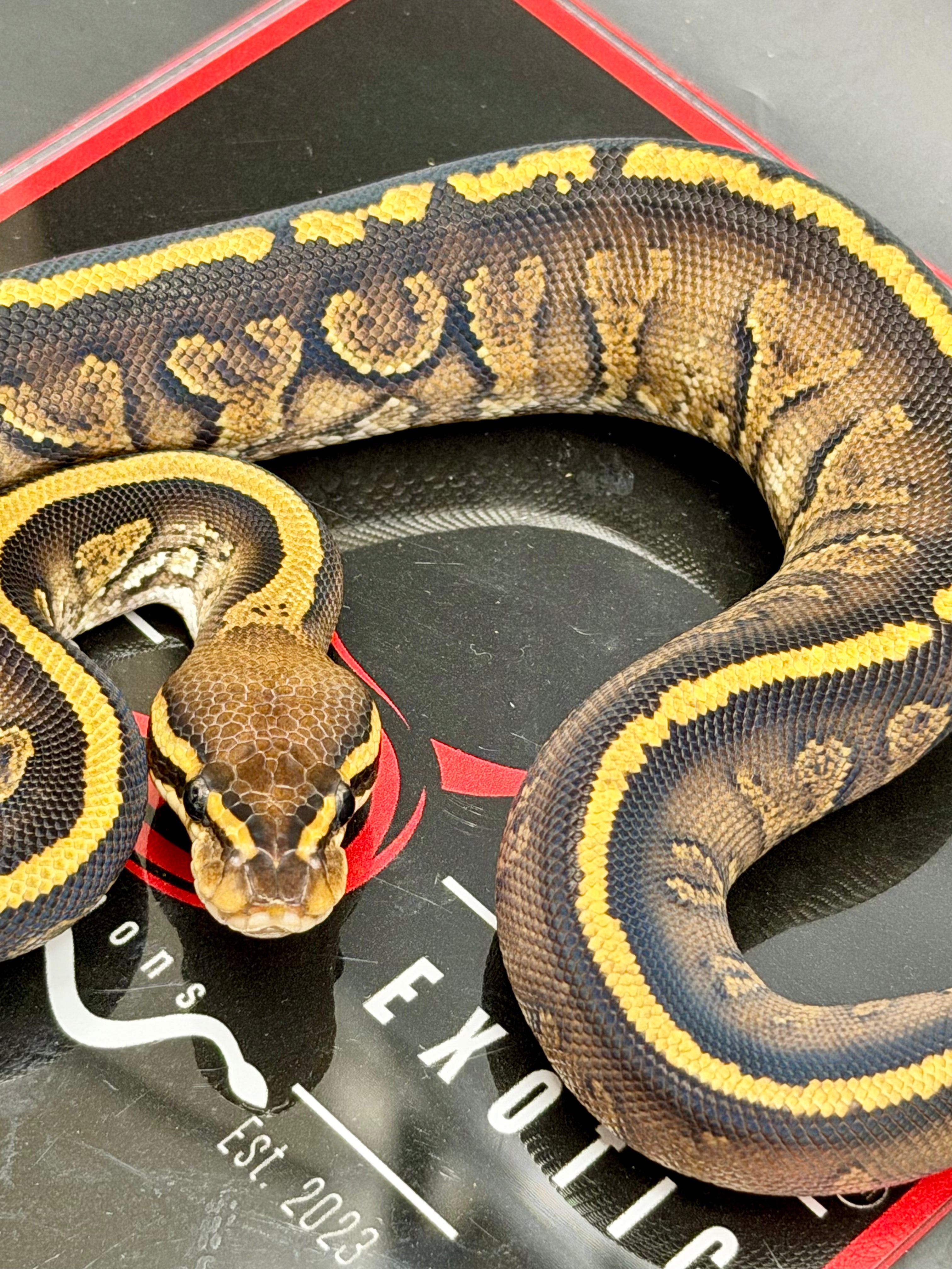 Kosmos White Flame Yellowbelly Fire Redhead Dbl Het Clown Hypo