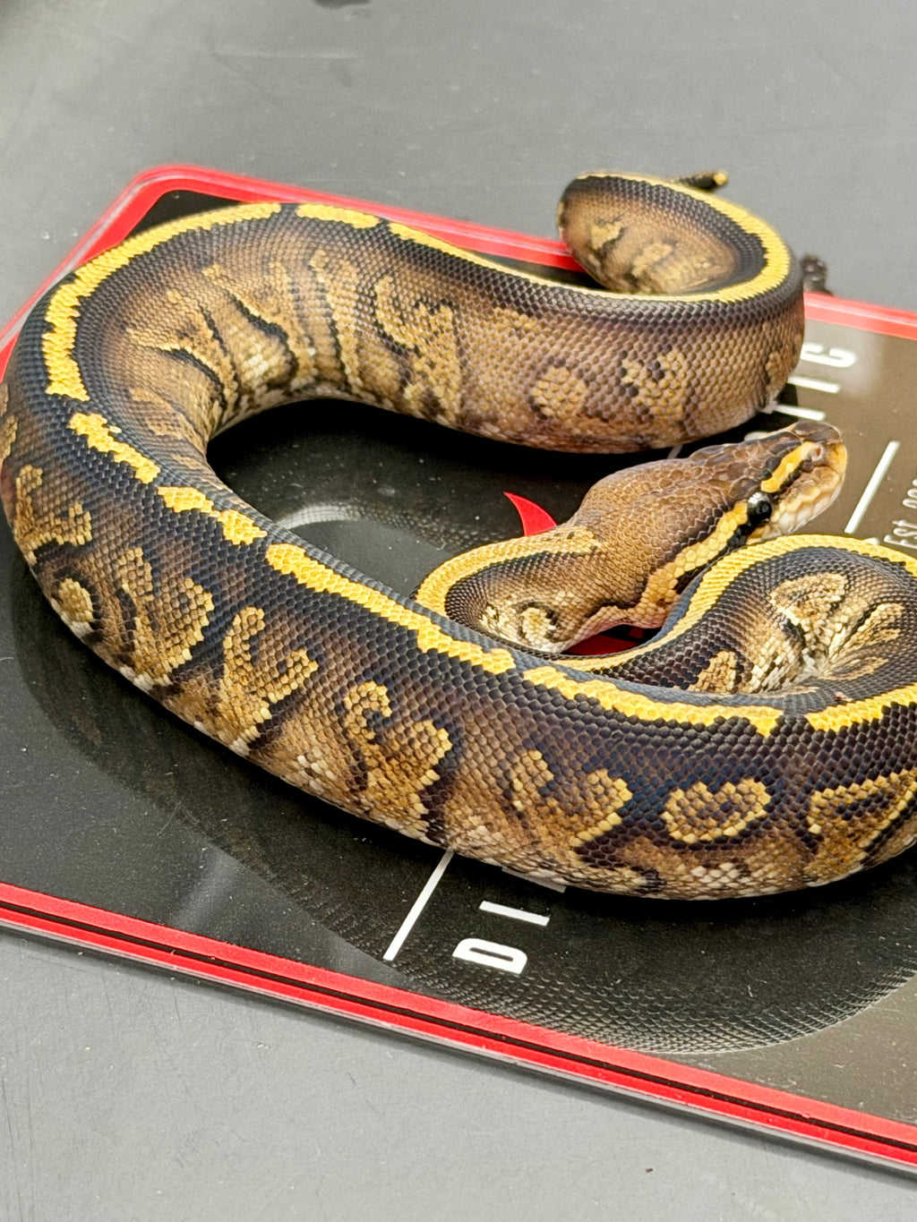 Kosmos White Flame Yellowbelly Fire Redhead Dbl Het Clown Hypo