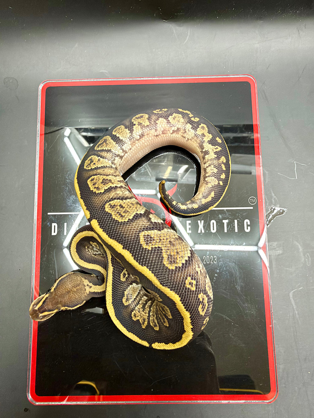 Kosmos White Flame Yellowbelly Fire Redhead Dbl Het Clown Hypo