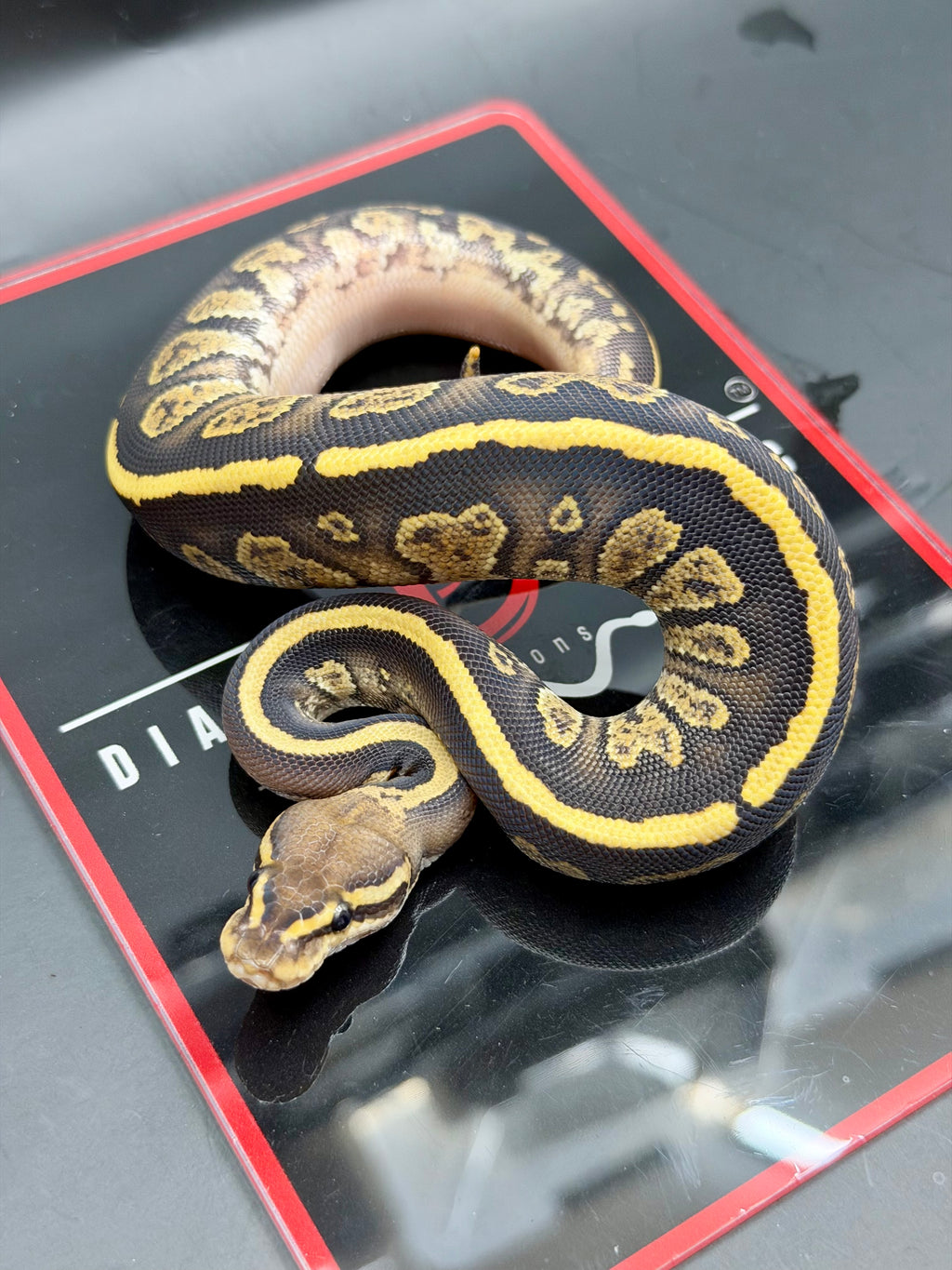 Kosmos White Flame Yellowbelly Fire Redhead Dbl Het Clown Hypo