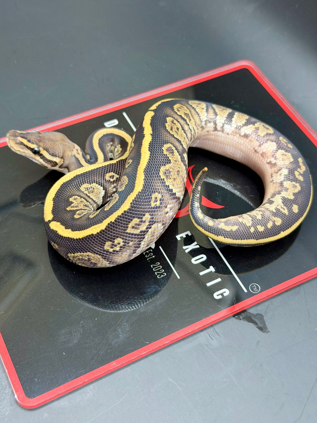 Kosmos White Flame Yellowbelly Fire Redhead Dbl Het Clown Hypo