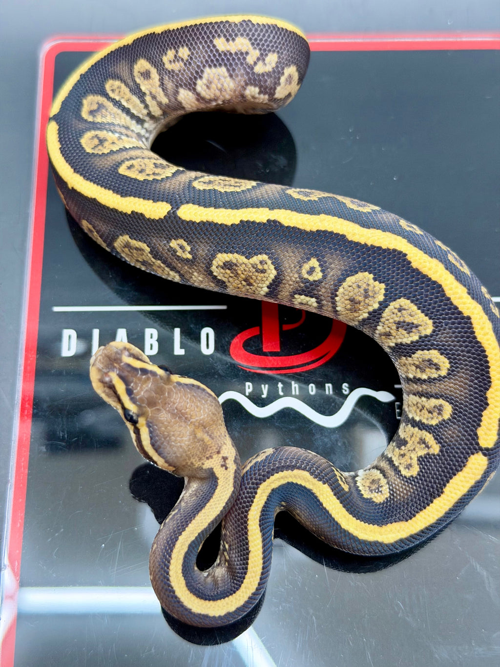 Kosmos White Flame Yellowbelly Fire Redhead Dbl Het Clown Hypo