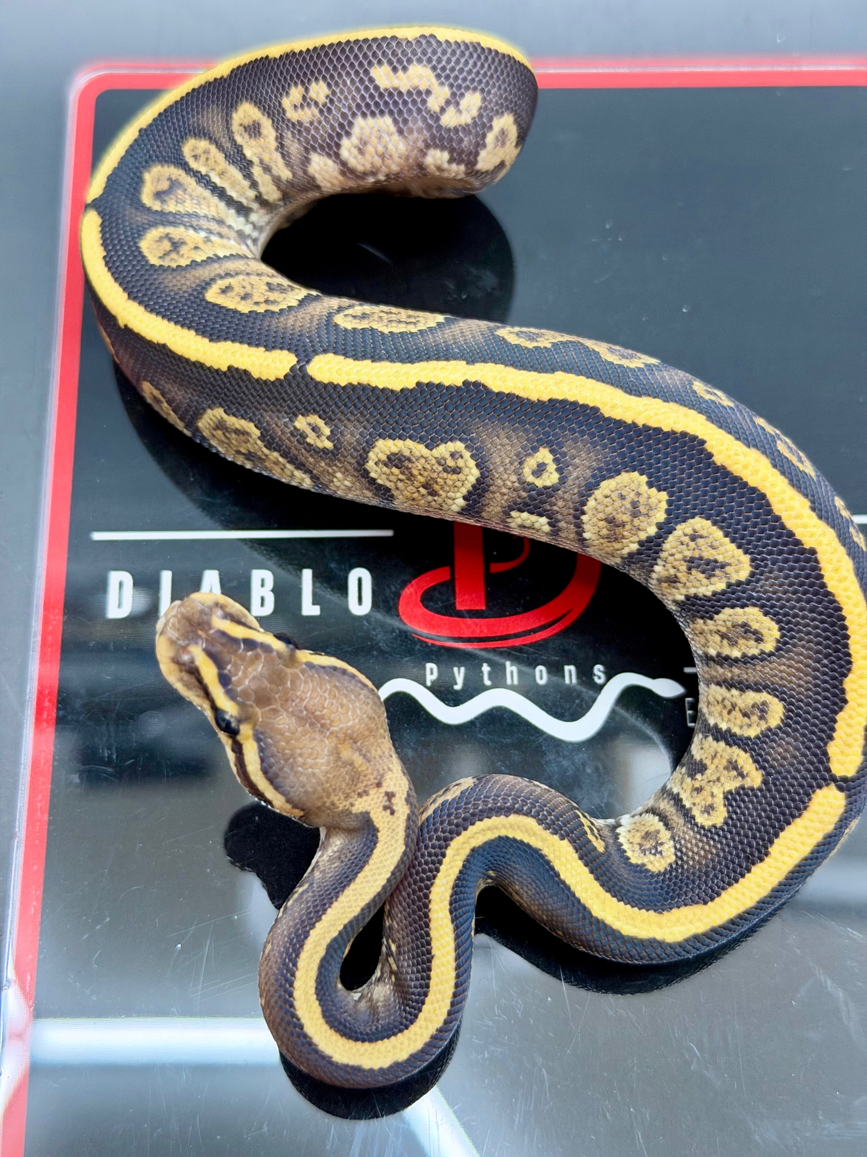 Kosmos White Flame Yellowbelly Fire Redhead Dbl Het Clown Hypo