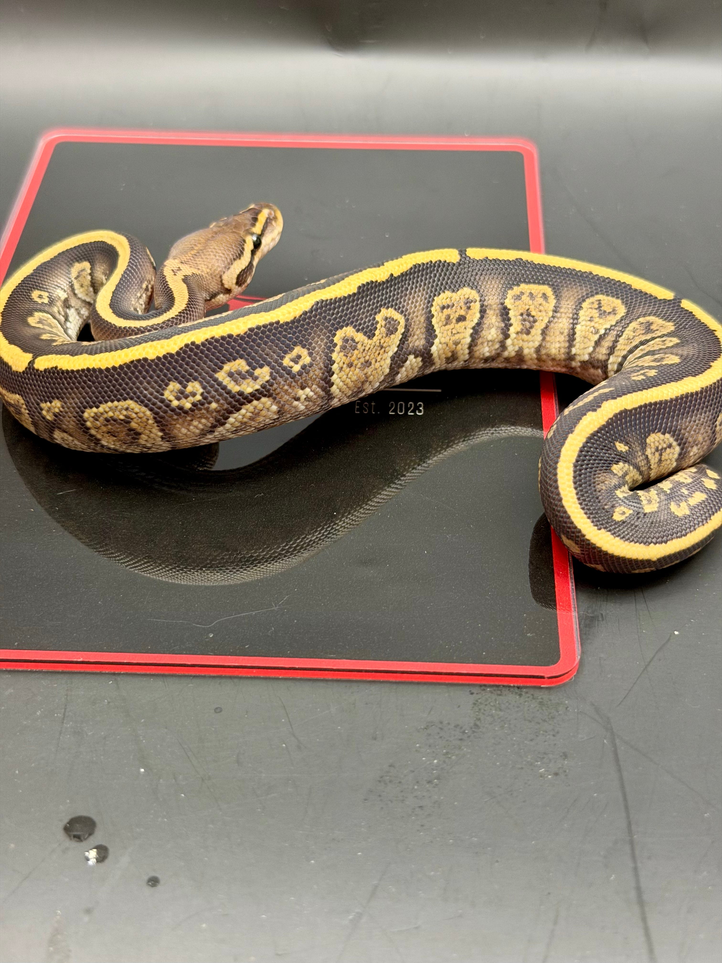 Kosmos White Flame Yellowbelly Fire Redhead Dbl Het Clown Hypo