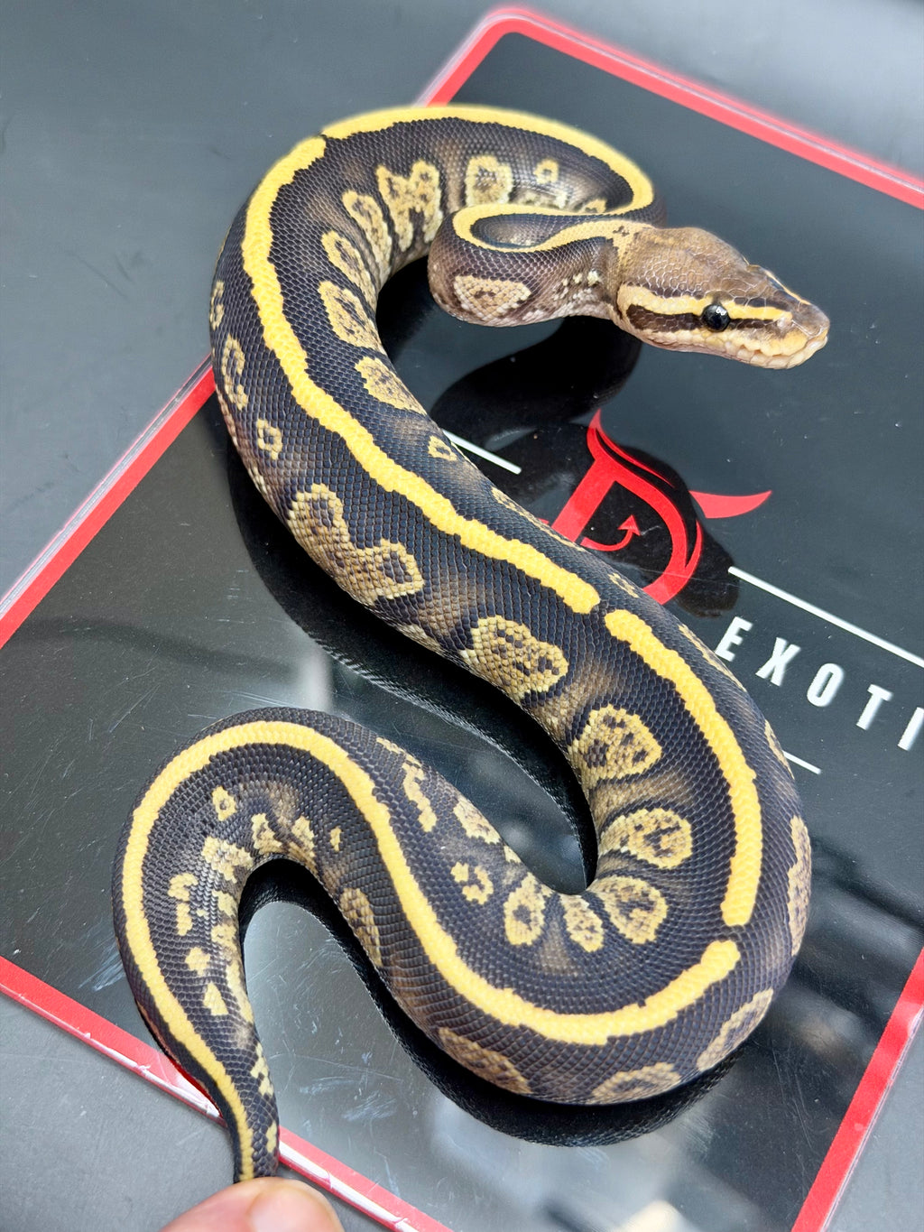 Kosmos White Flame Yellowbelly Fire Redhead Dbl Het Clown Hypo