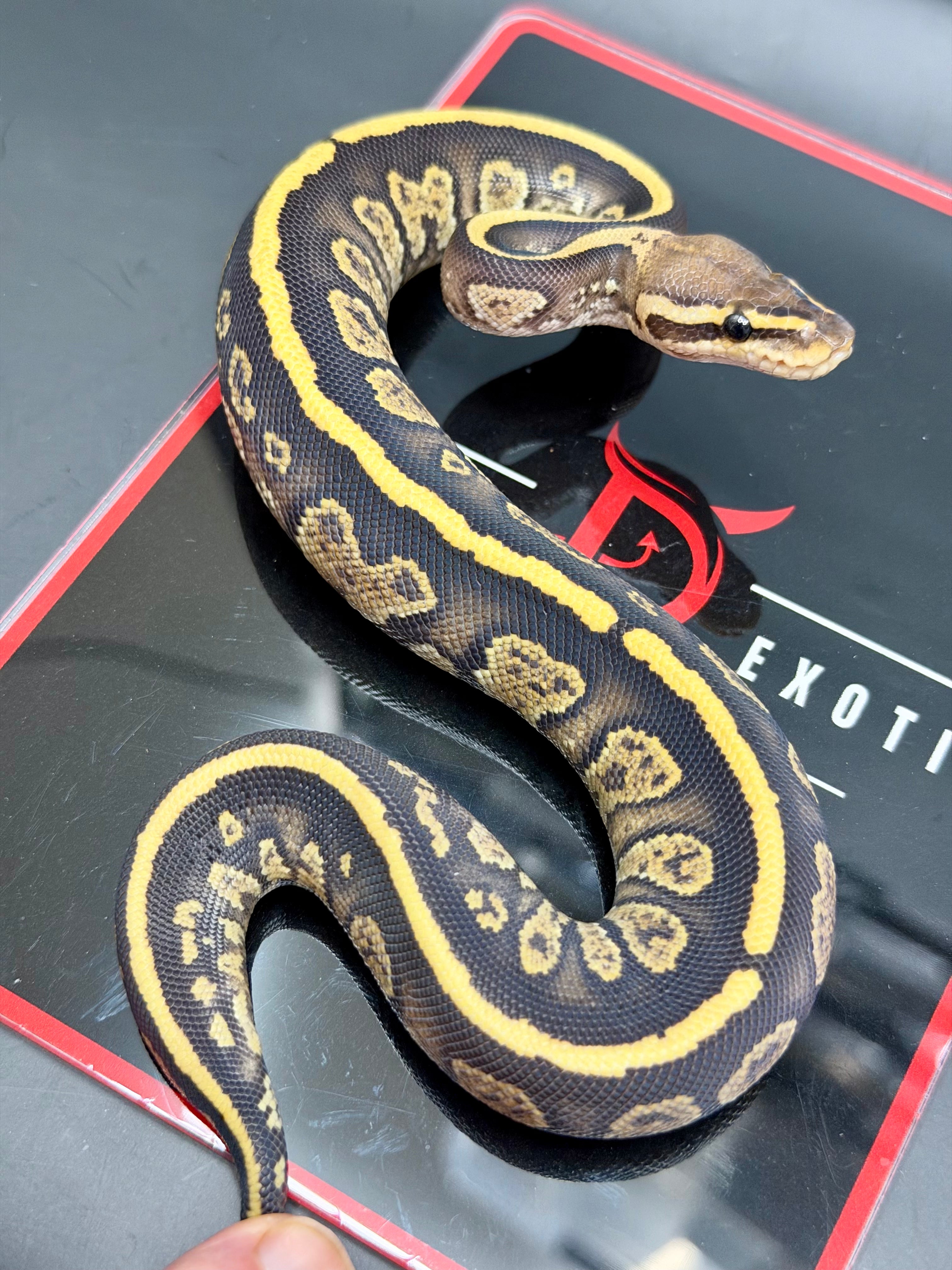 Kosmos White Flame Yellowbelly Fire Redhead Dbl Het Clown Hypo