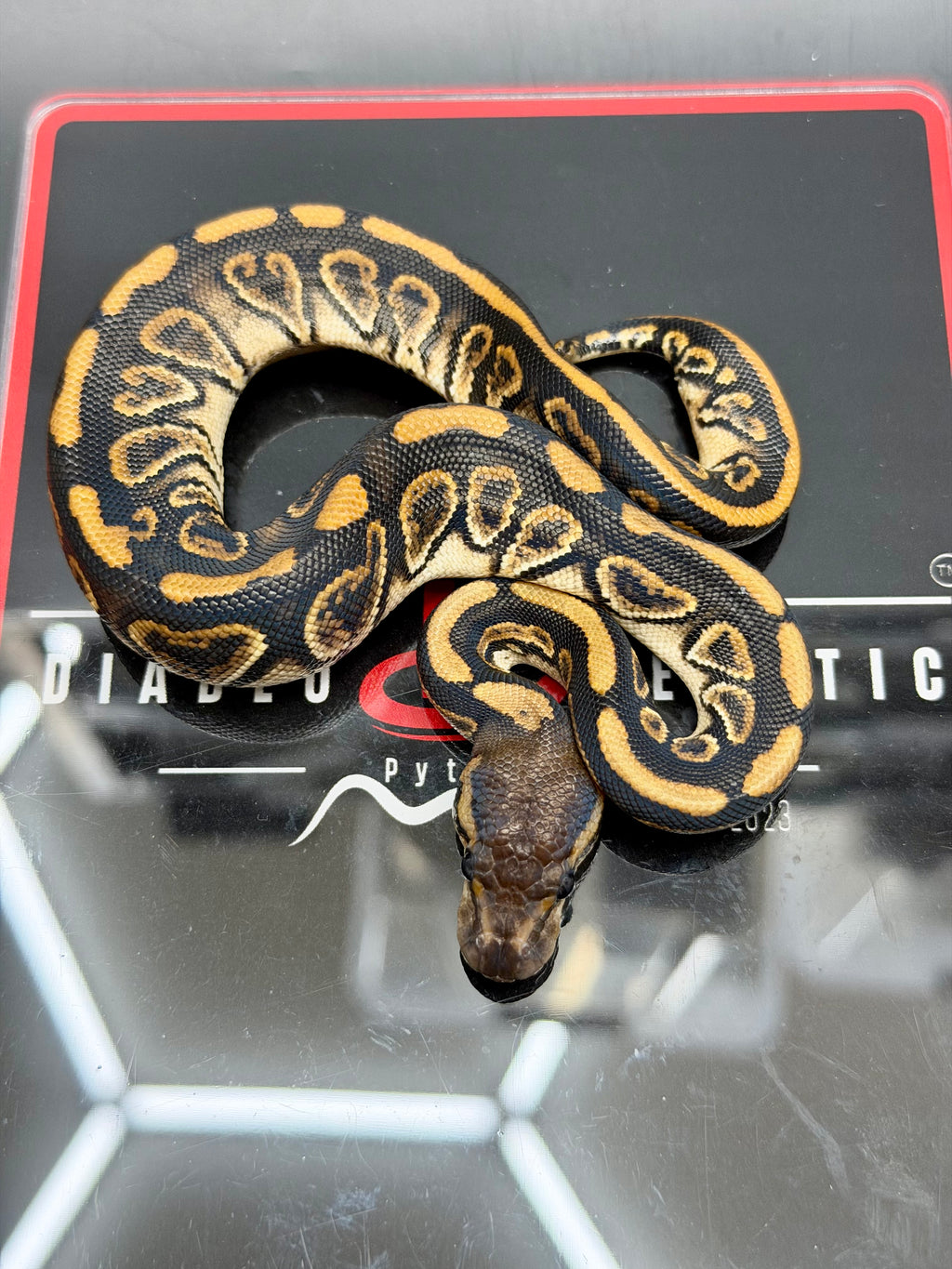 Kosmos White Flame Black Pastel Blackhead Yellowbelly Het Clown