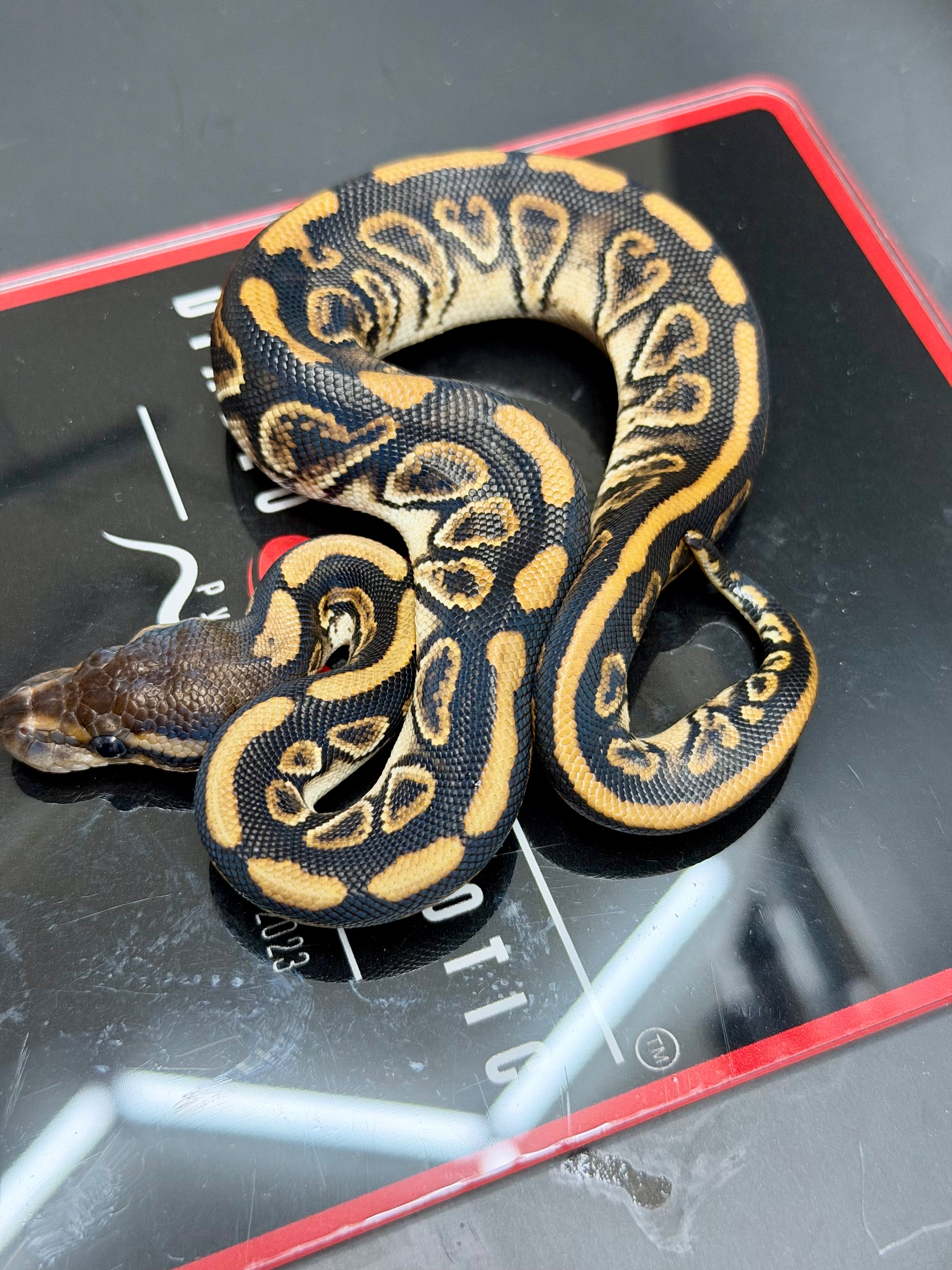 Kosmos White Flame Black Pastel Blackhead Yellowbelly Het Clown