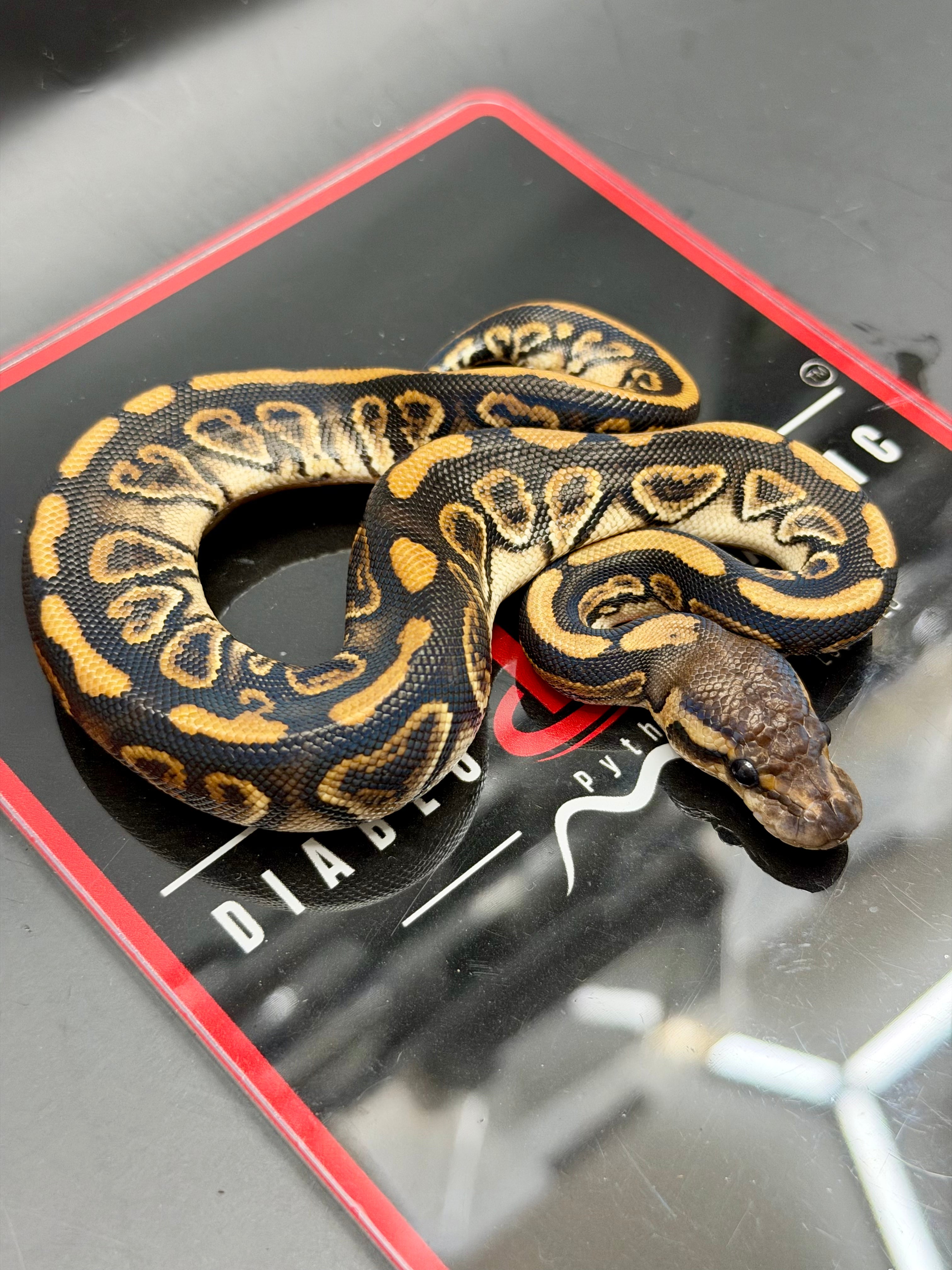 Kosmos White Flame Black Pastel Blackhead Yellowbelly Het Clown