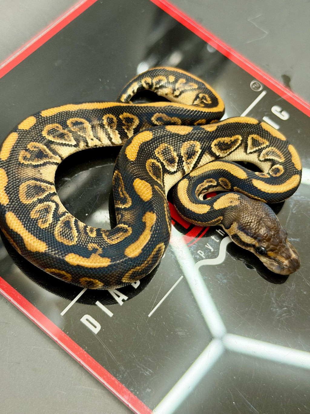 Kosmos White Flame Black Pastel Blackhead Yellowbelly Het Clown
