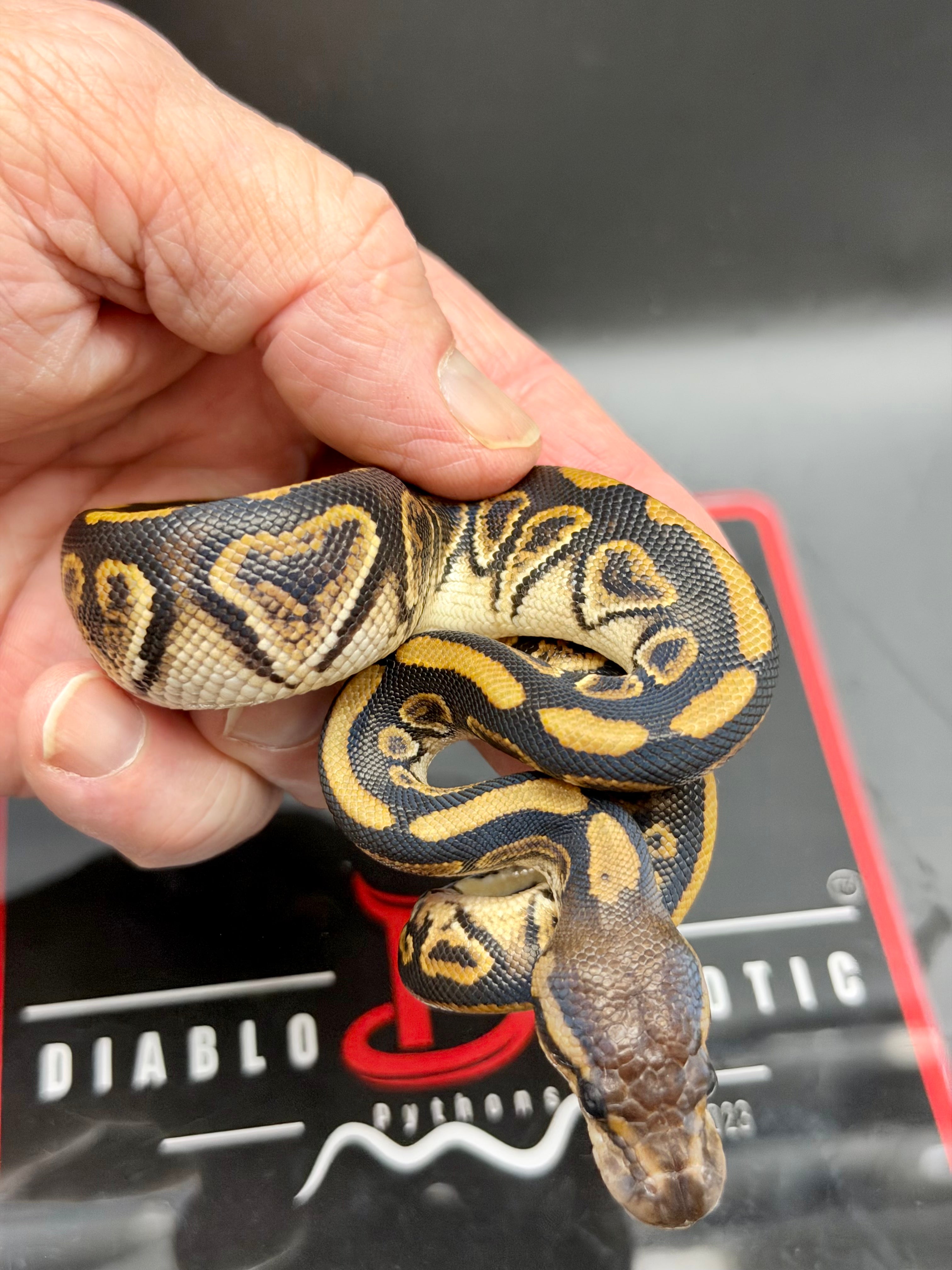 Kosmos White Flame Black Pastel Blackhead Yellowbelly Het Clown